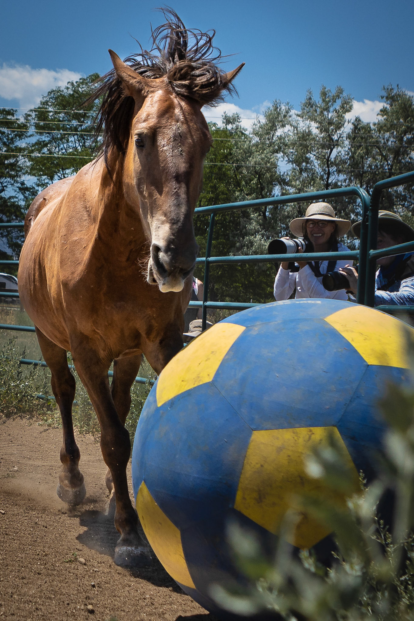 A visit to Colorado Horse Rescue near Longmont