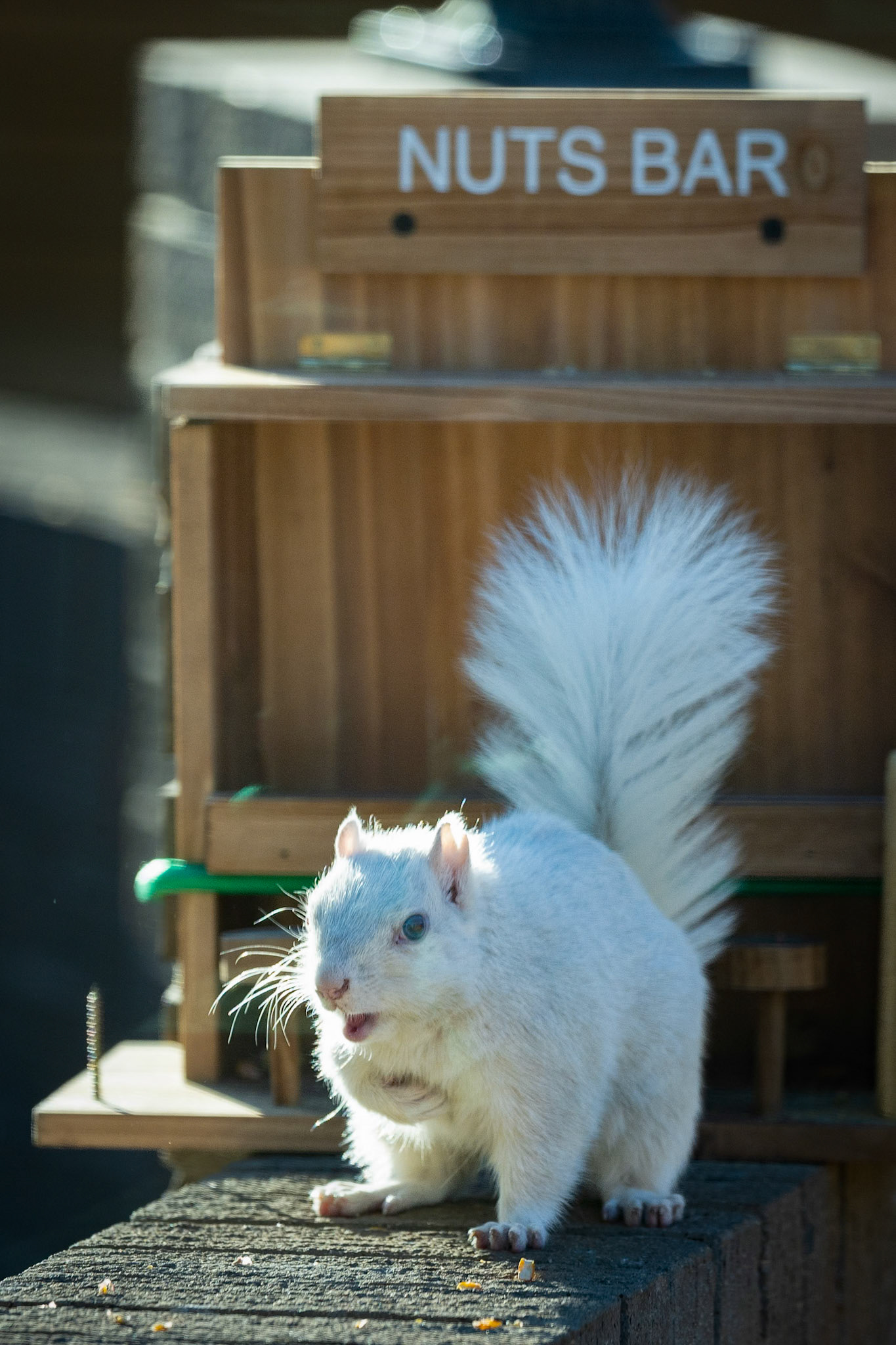Grabbing a little snack at the Nuts Bar