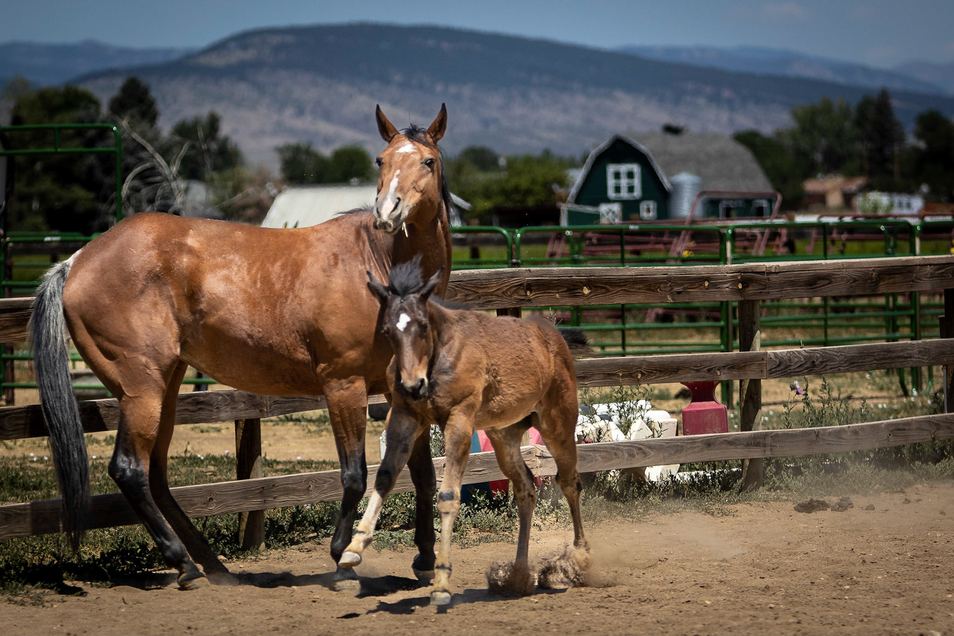 A visit to Colorado Horse Rescue near Longmont