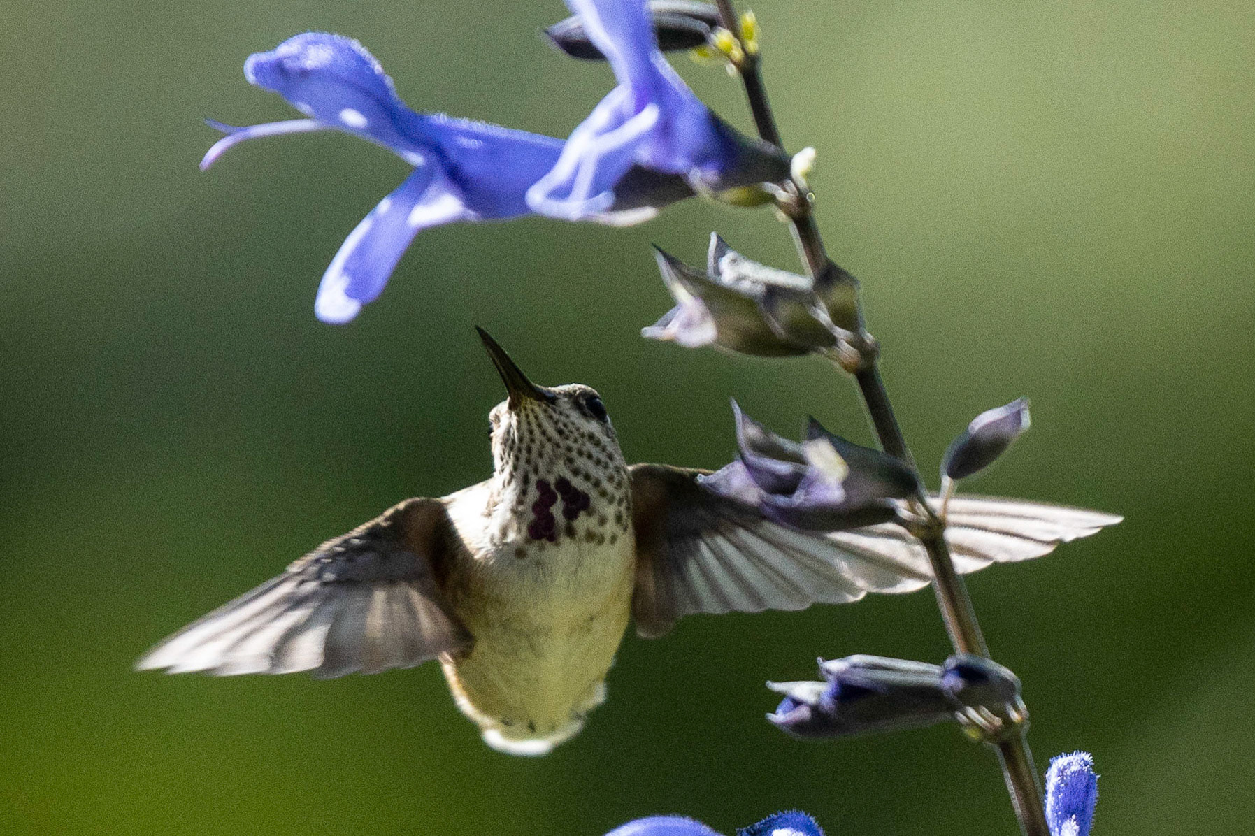 Hummingbird feeding on the front yard planters.