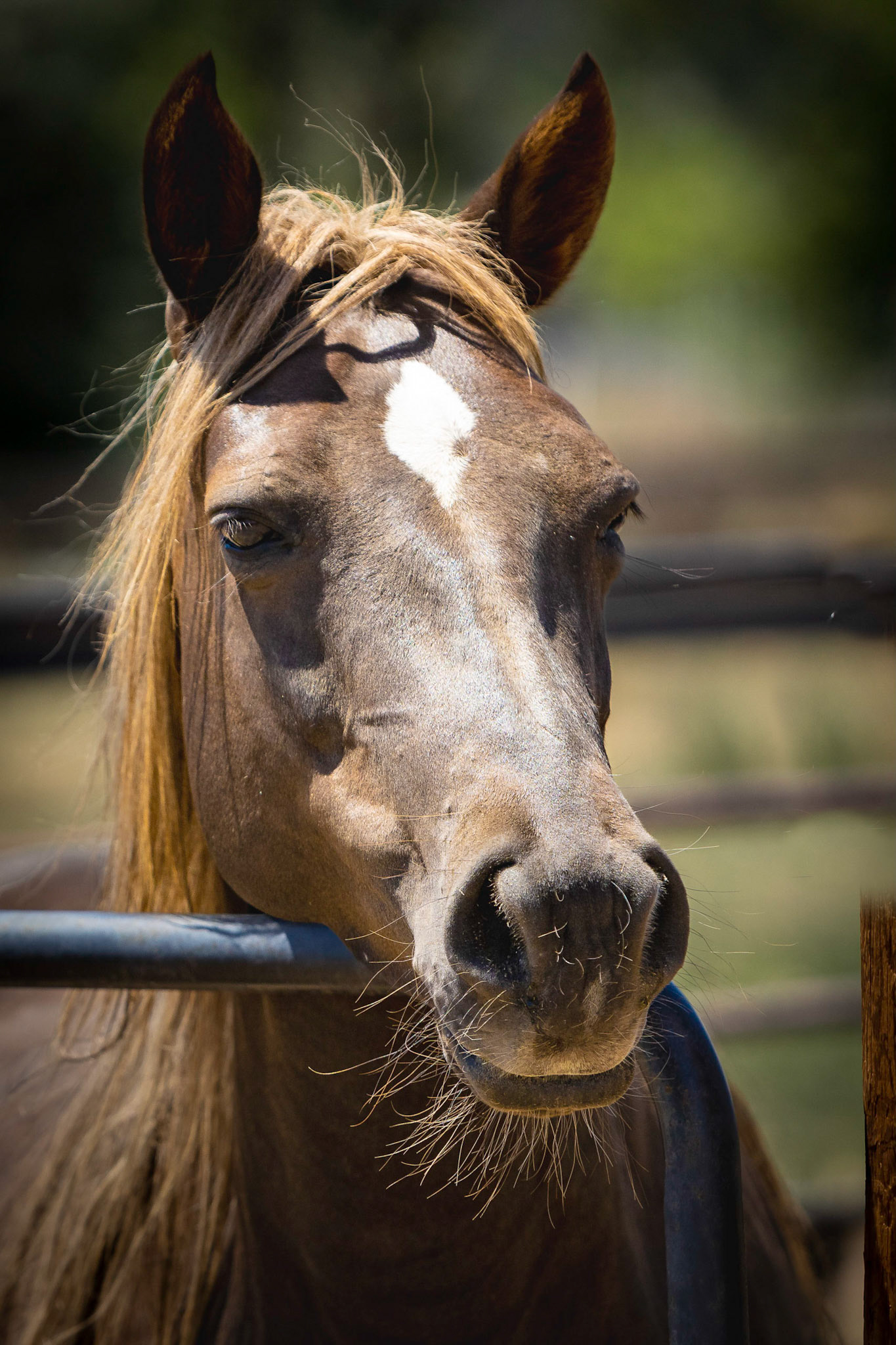 A visit to Colorado Horse Rescue near Longmont