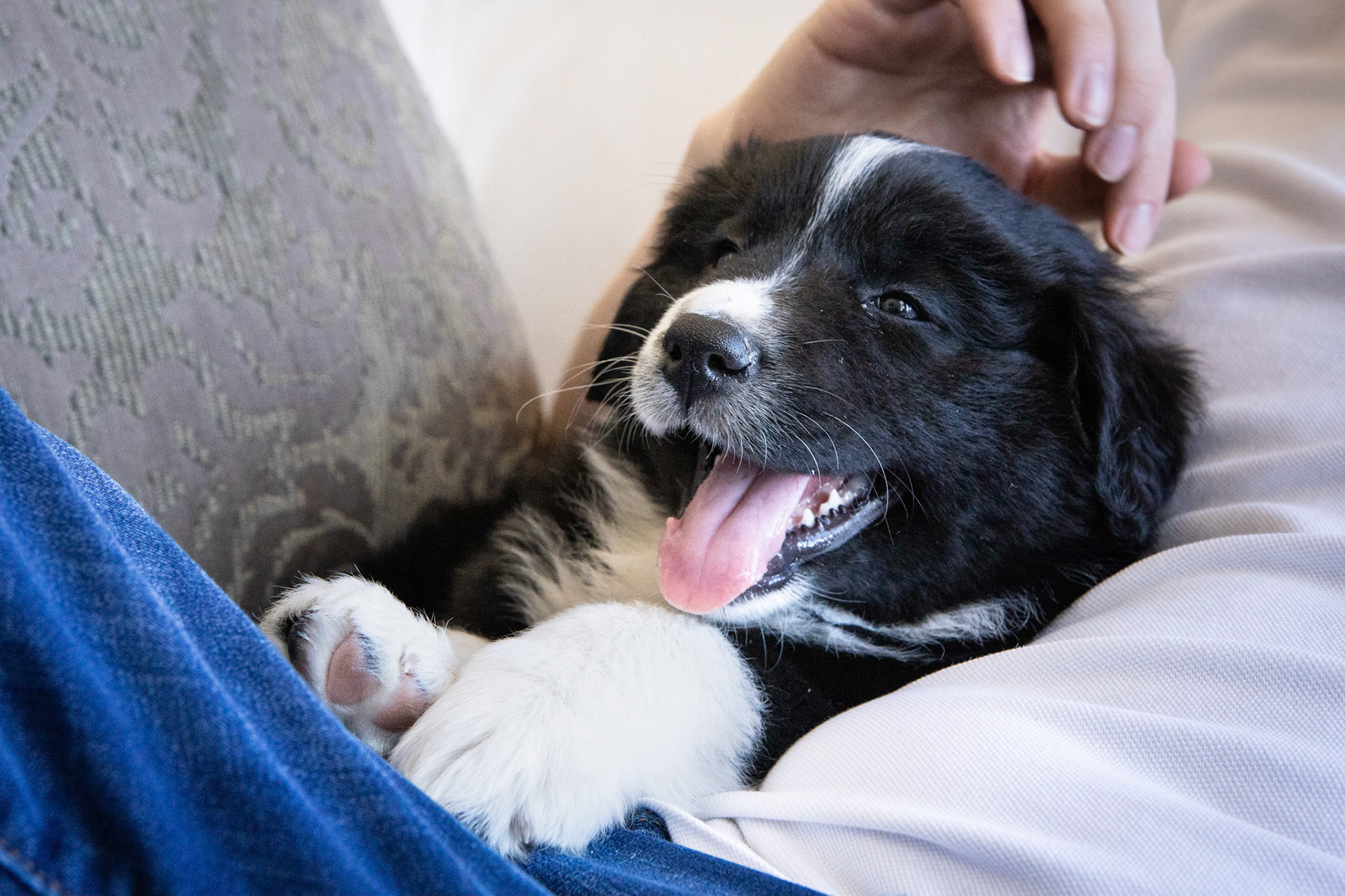 New puppy in the family!