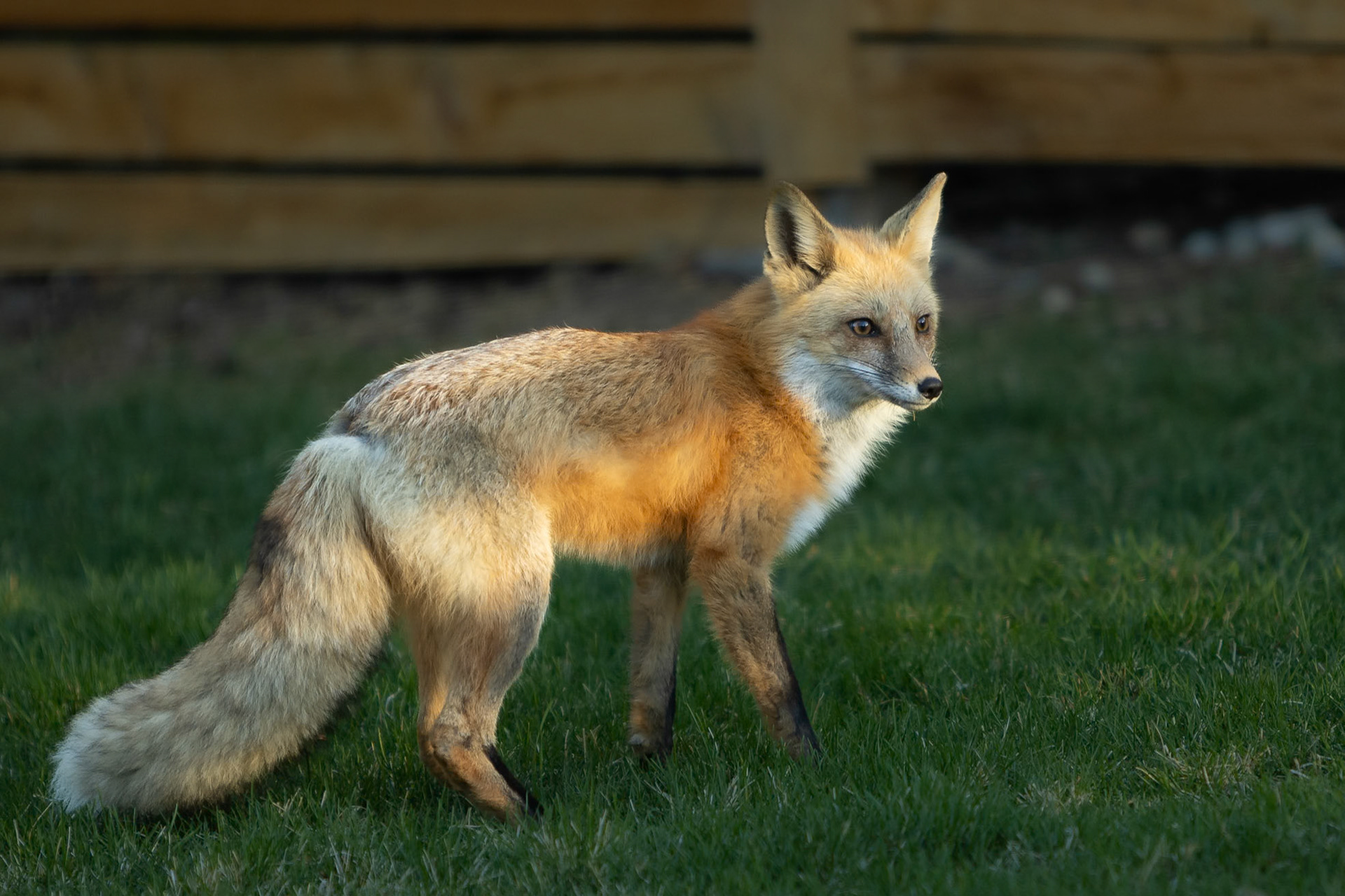 A fox visits the back yard on a cool Spring morning