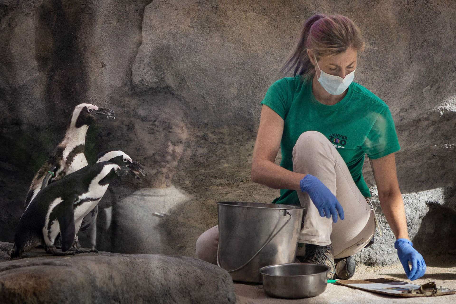 Onlookers watch during feeding of the African penguins at the Denver Zoo.