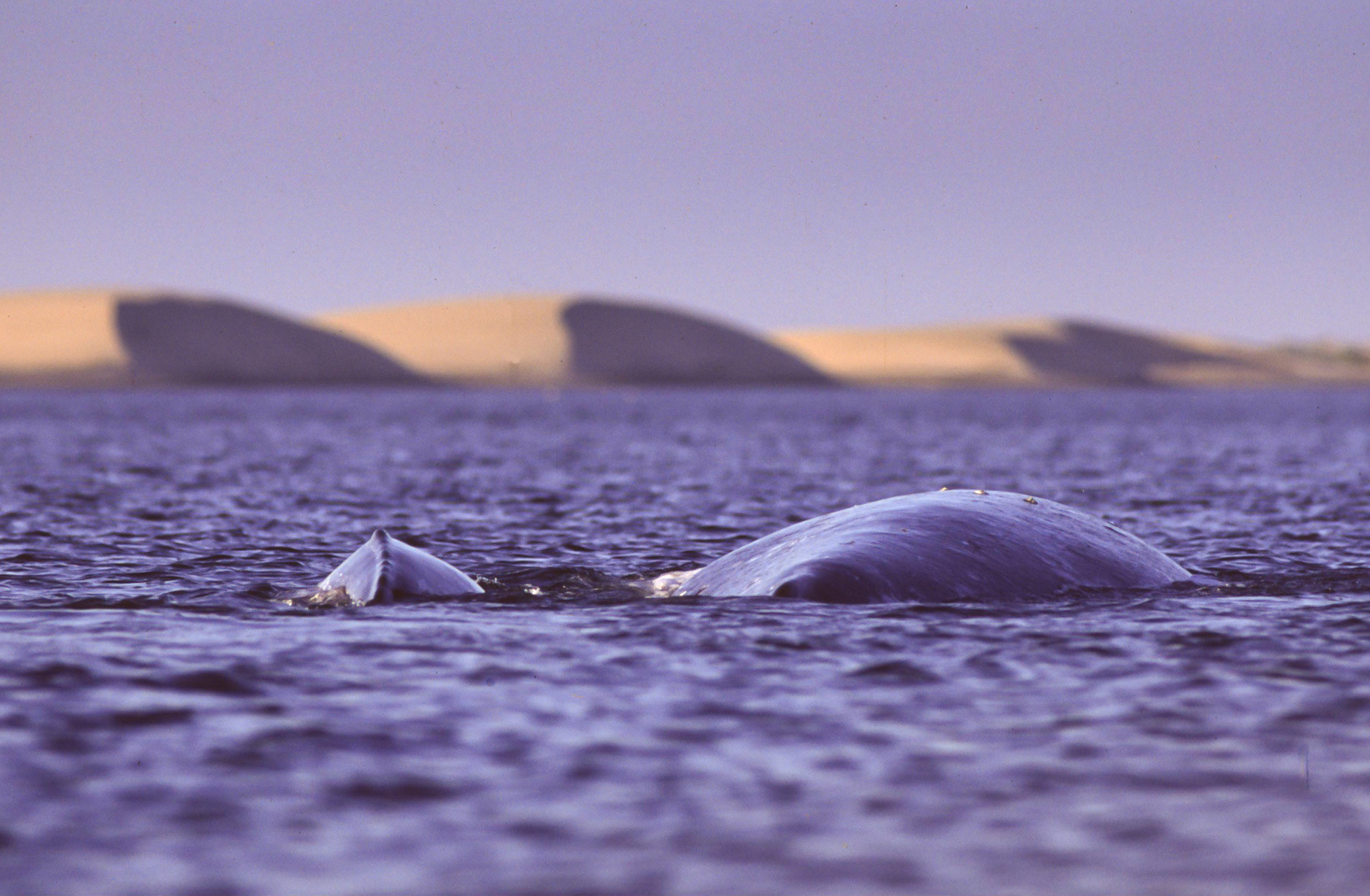 Gray Whale and calf, Baja California Peninsula, Mexico