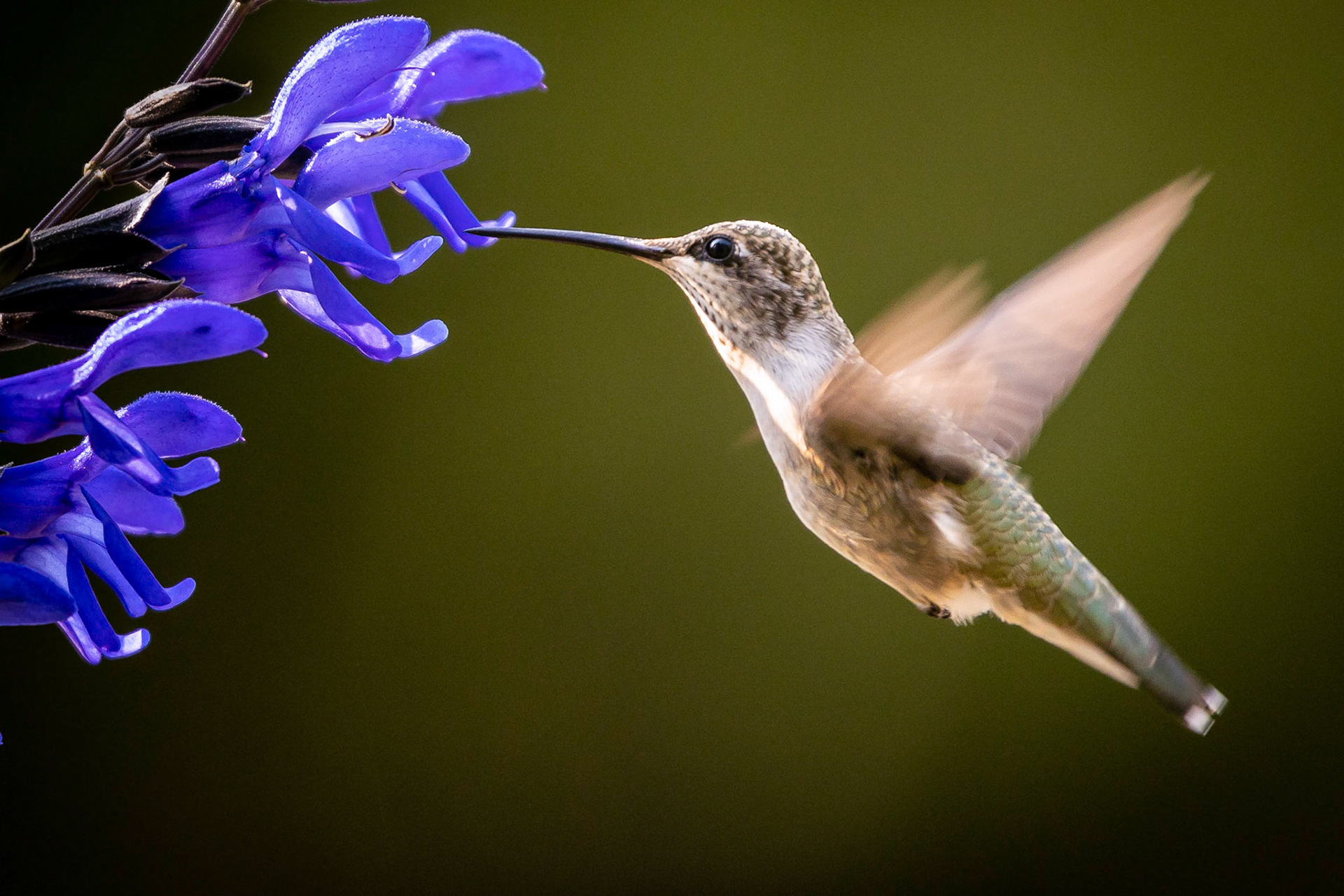 Hummingbird feeding on the front yard planters.