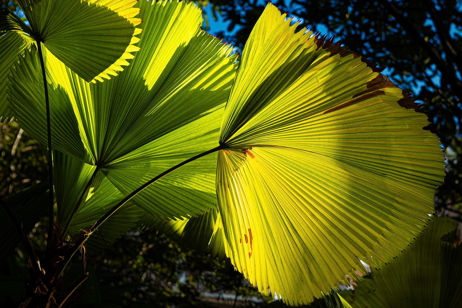 Late afternoon in Maui