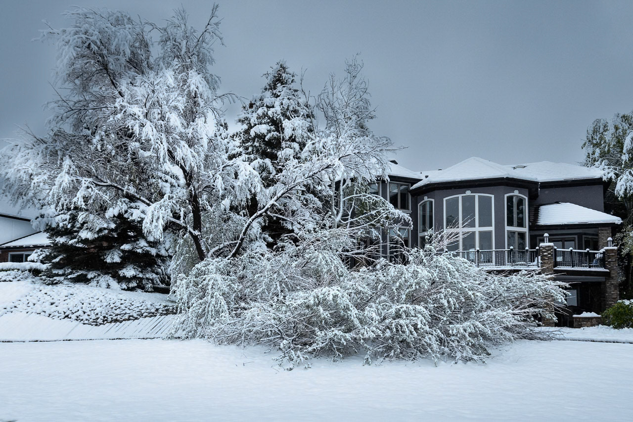 A late Spring snowstorm topples aa Russian Olive tree at Glenmoor