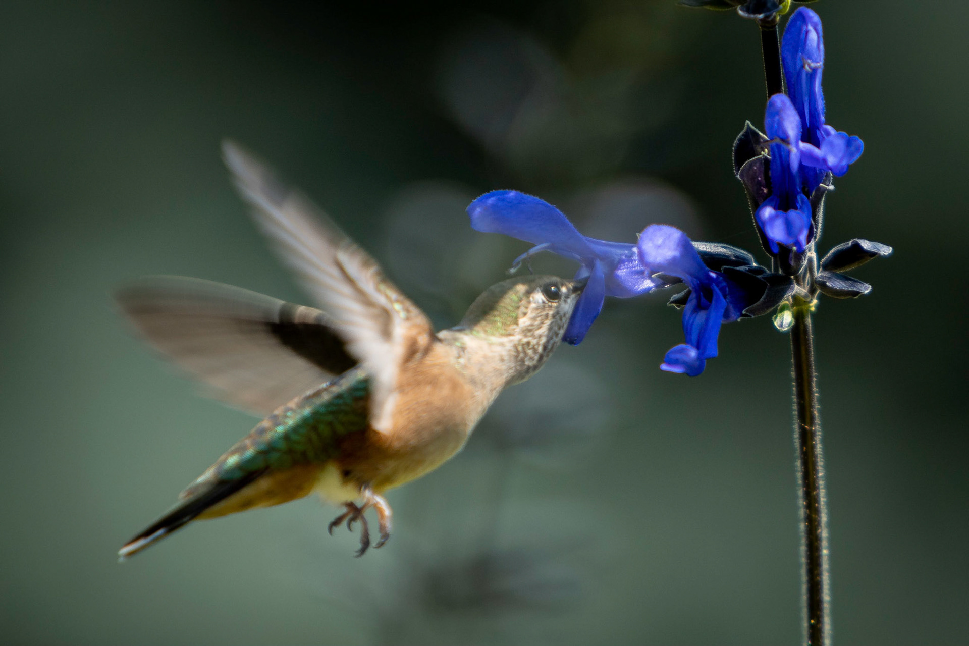 Hummingbird feeding on the front yard planters.