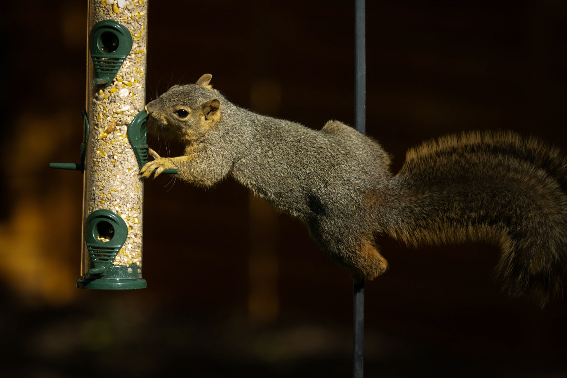 Who says birdfeeders are just for birds?