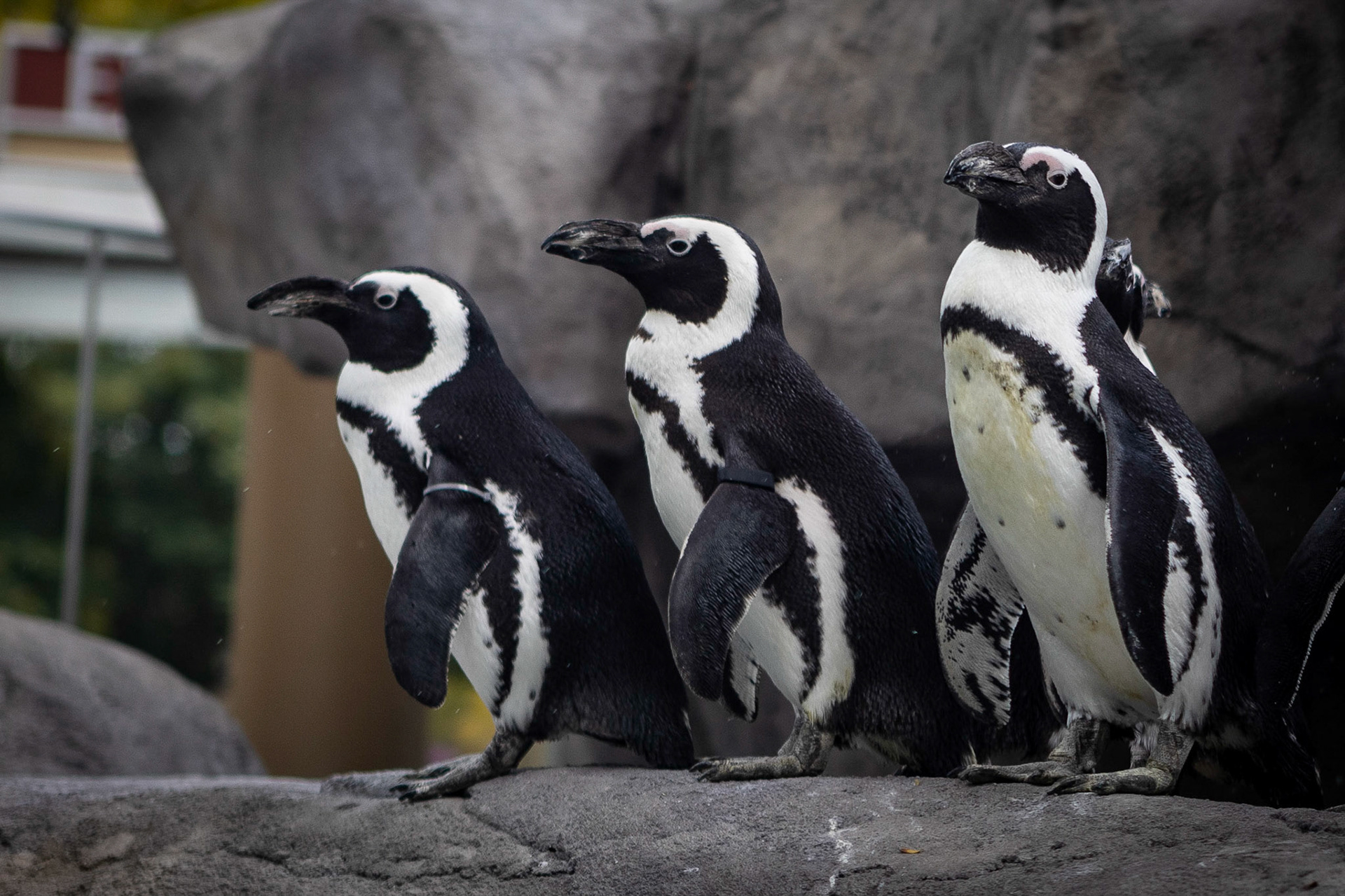 African penguins in their new home at the Denver Zoo.