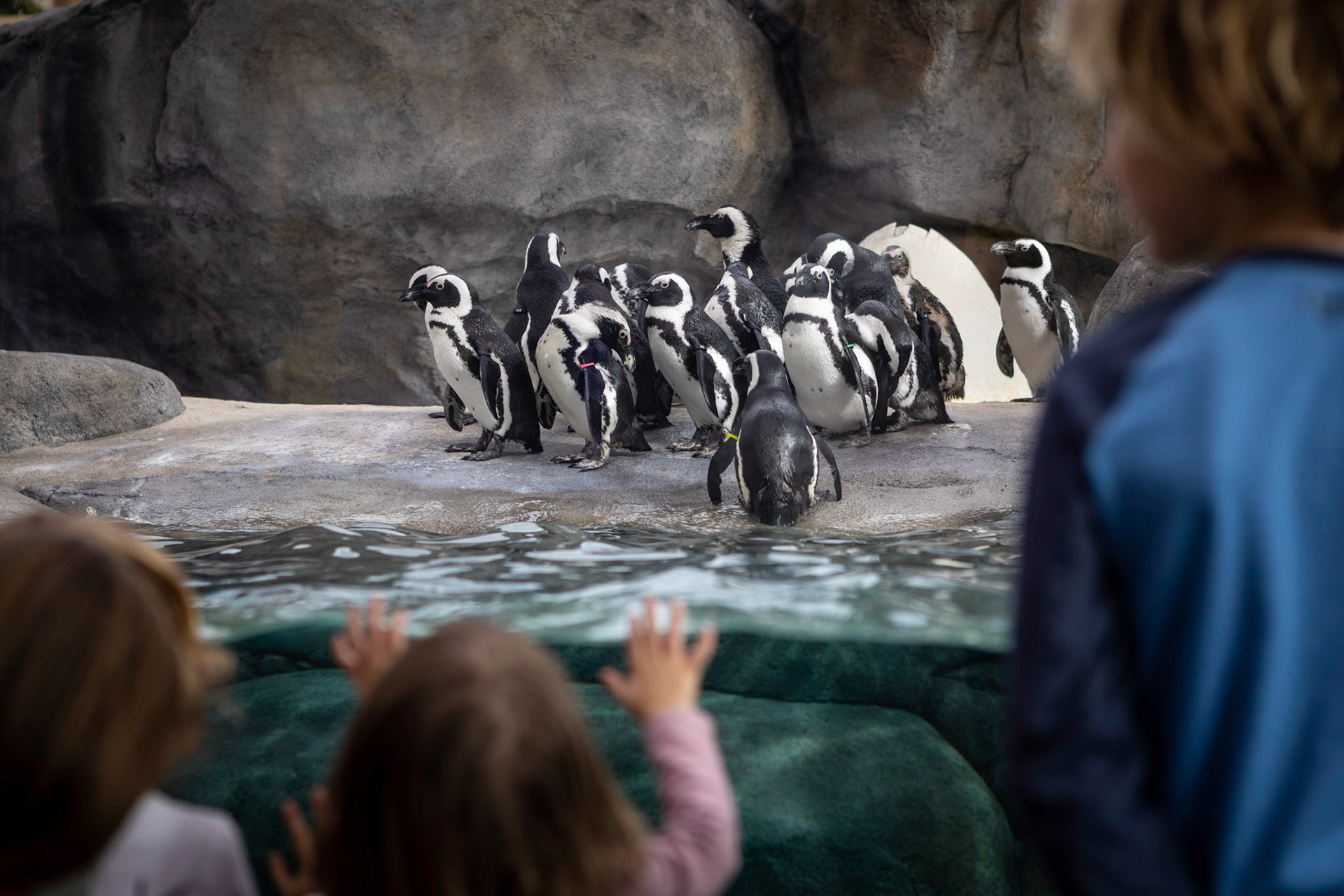 African penguins in their new home at the Denver Zoo.