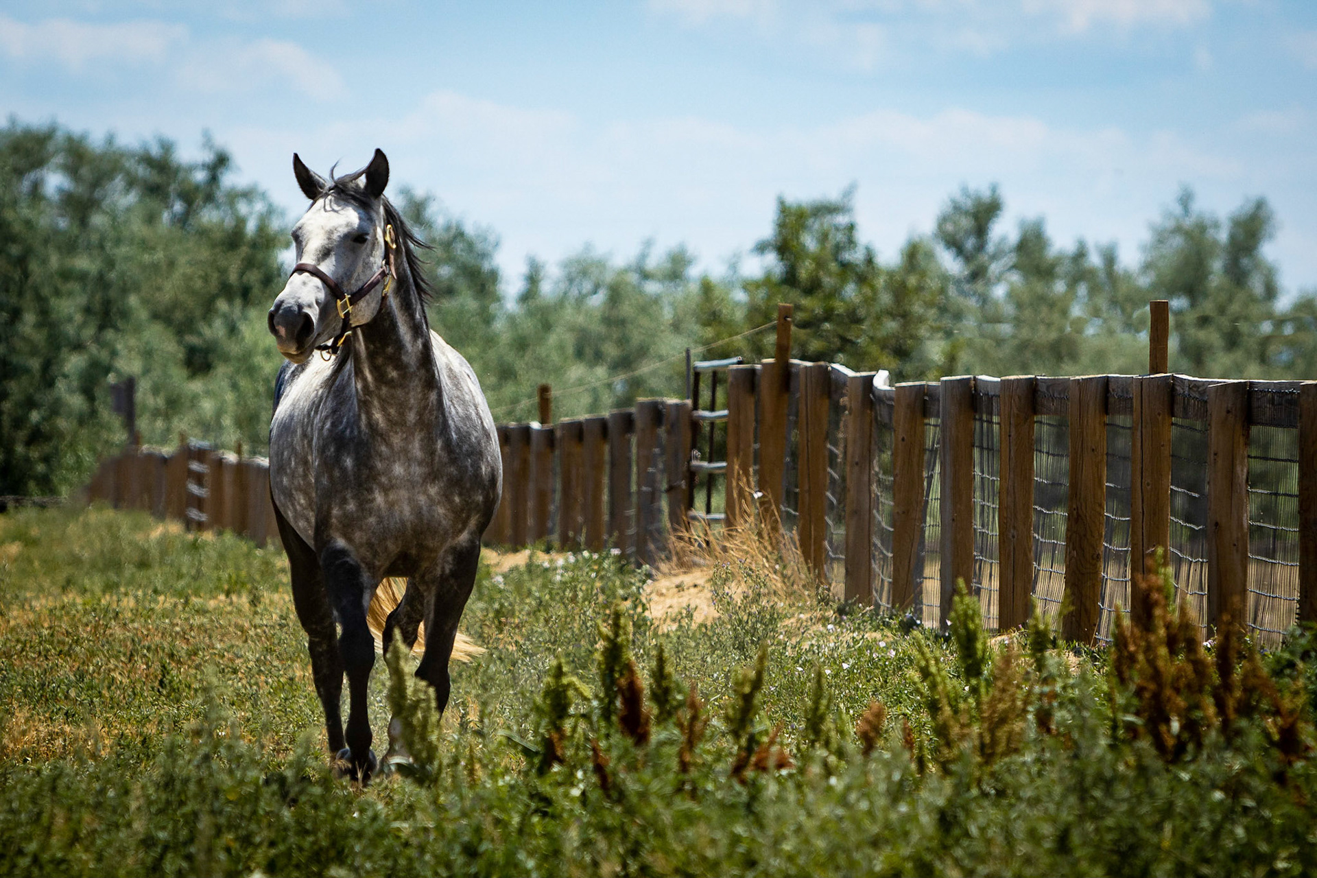 A visit to Colorado Horse Rescue near Longmont
