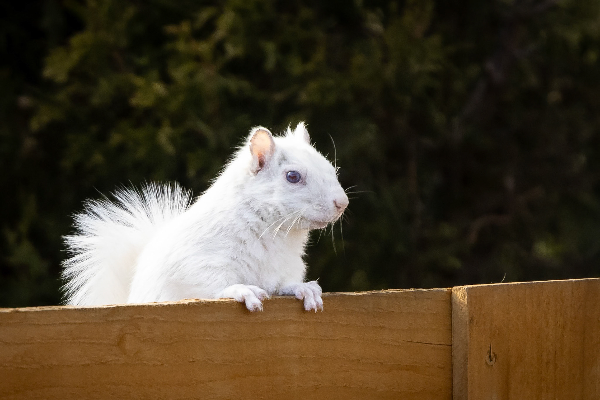 Surveying the landscape from atop a fence