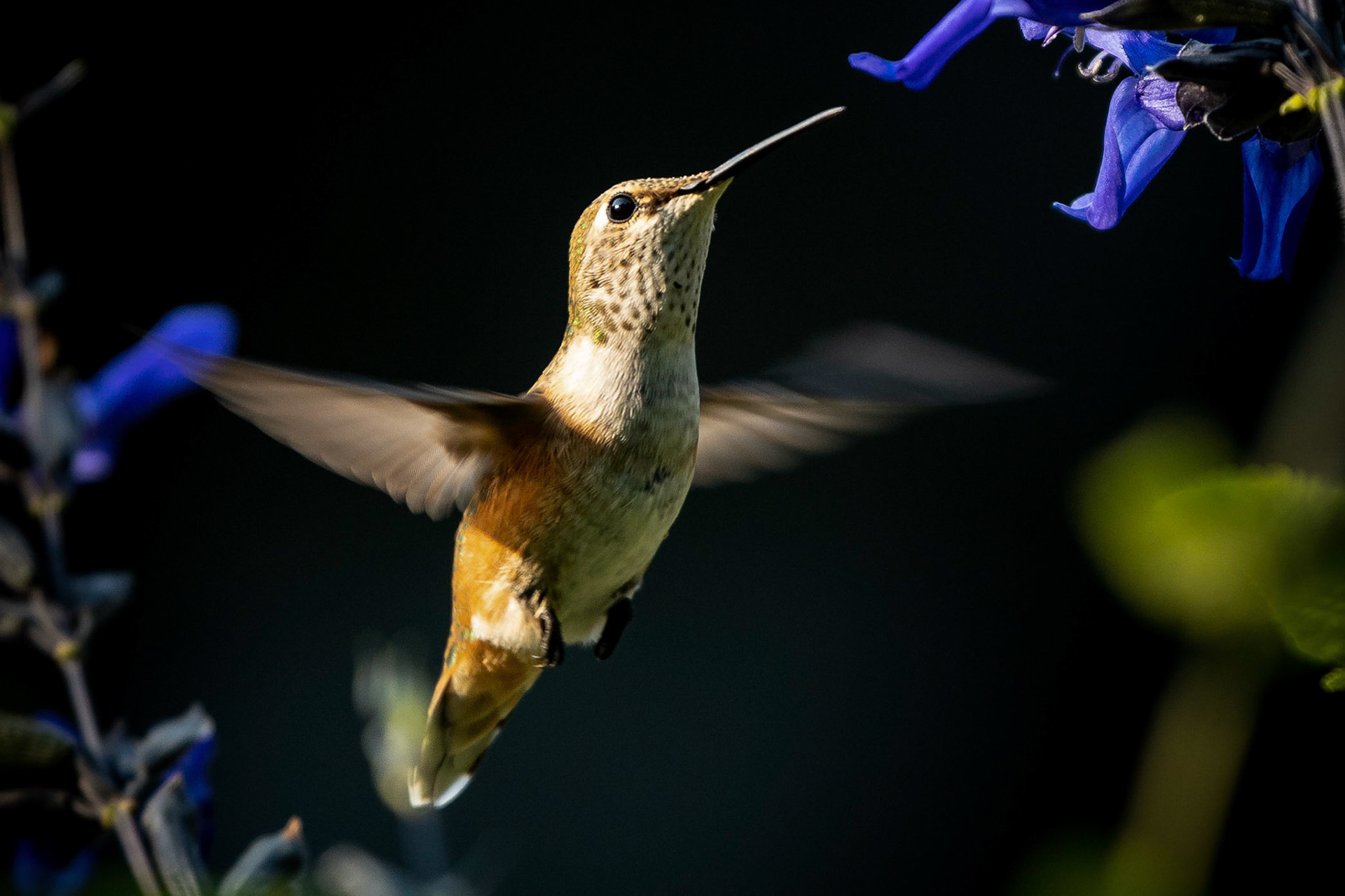 Hummingbird feeding on the front yard planters.