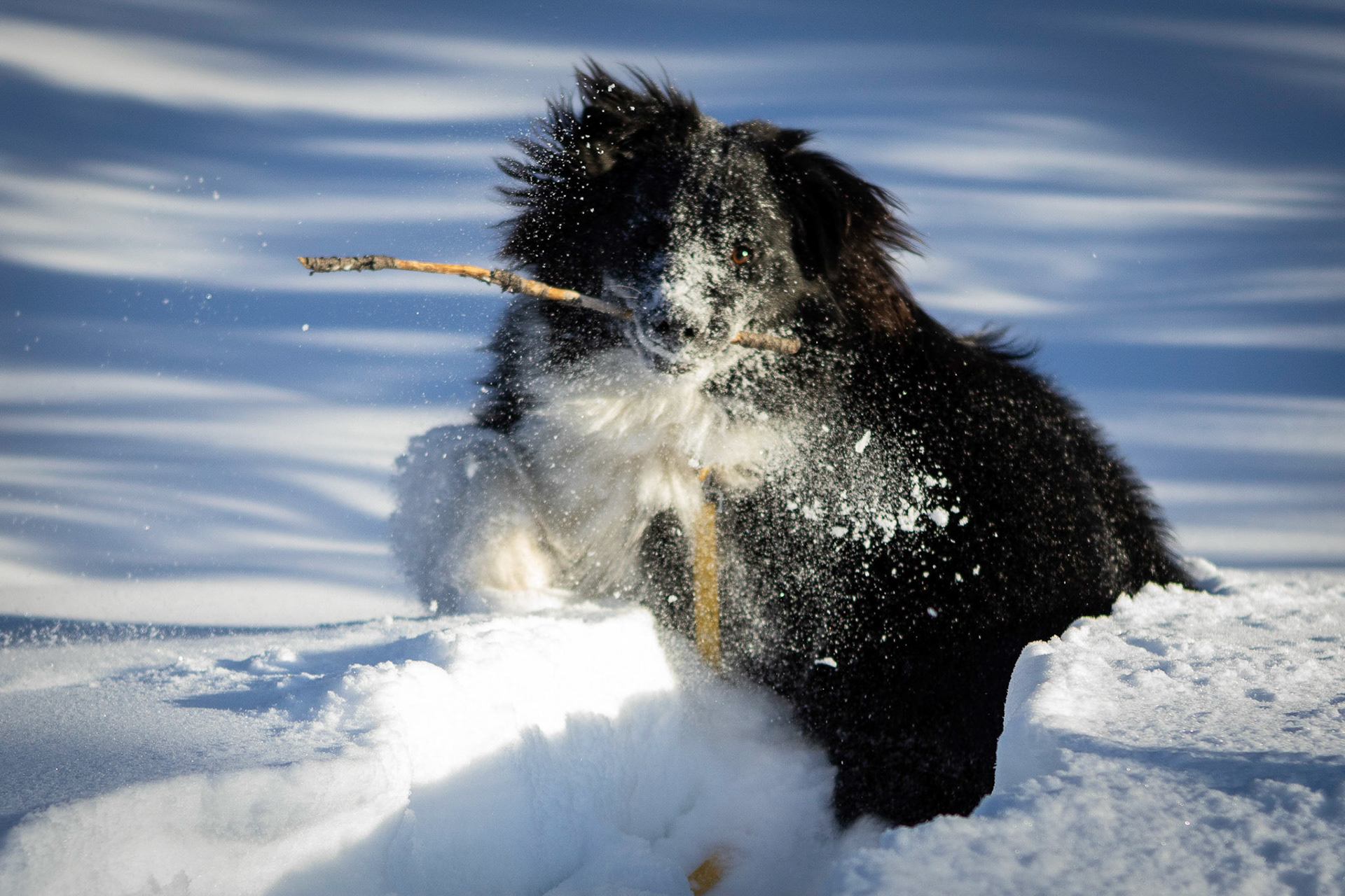 A romp in the mountain snow
