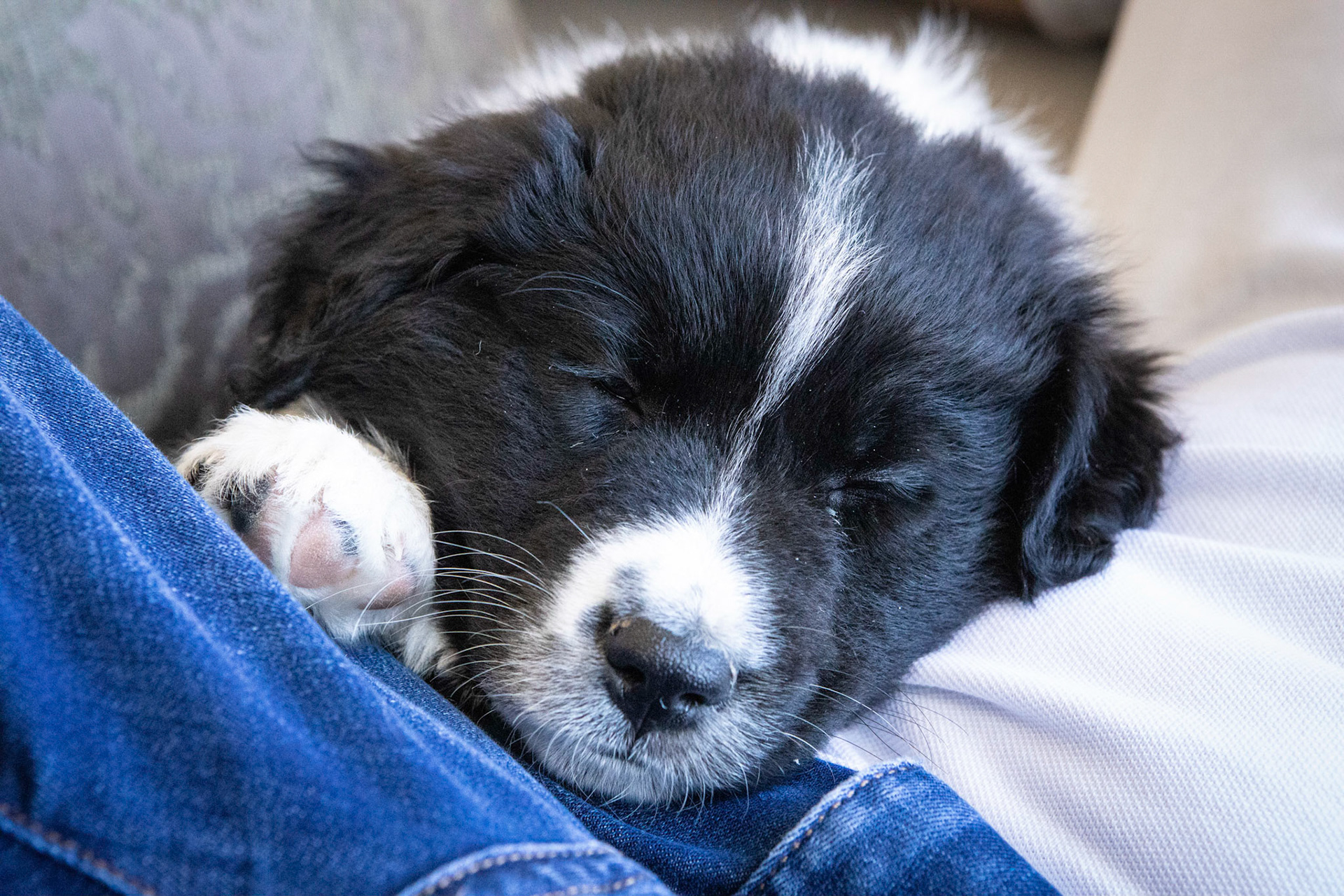 New puppy in the family!