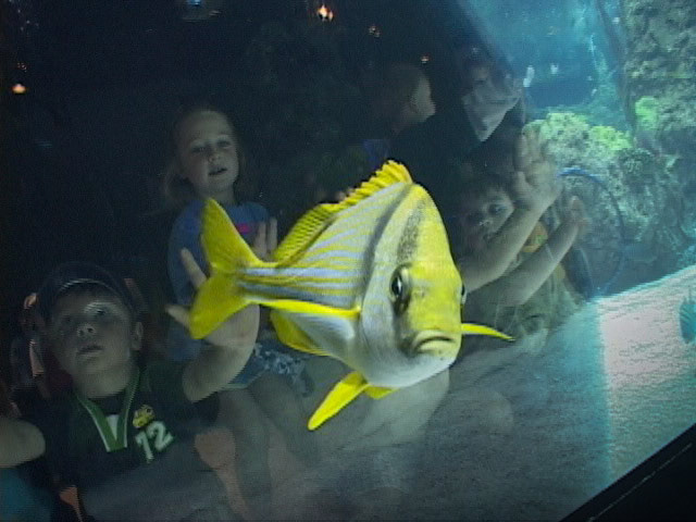 Students visit Ocean Journey, now the Downtown Aquarium, in Denver, CO