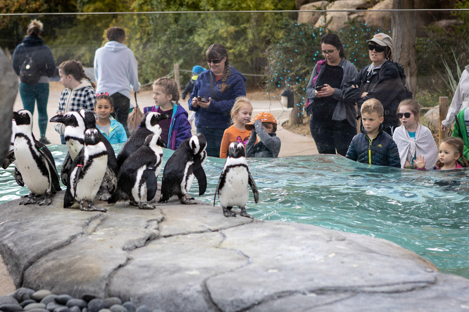 African penguins in their new home at the Denver Zoo.