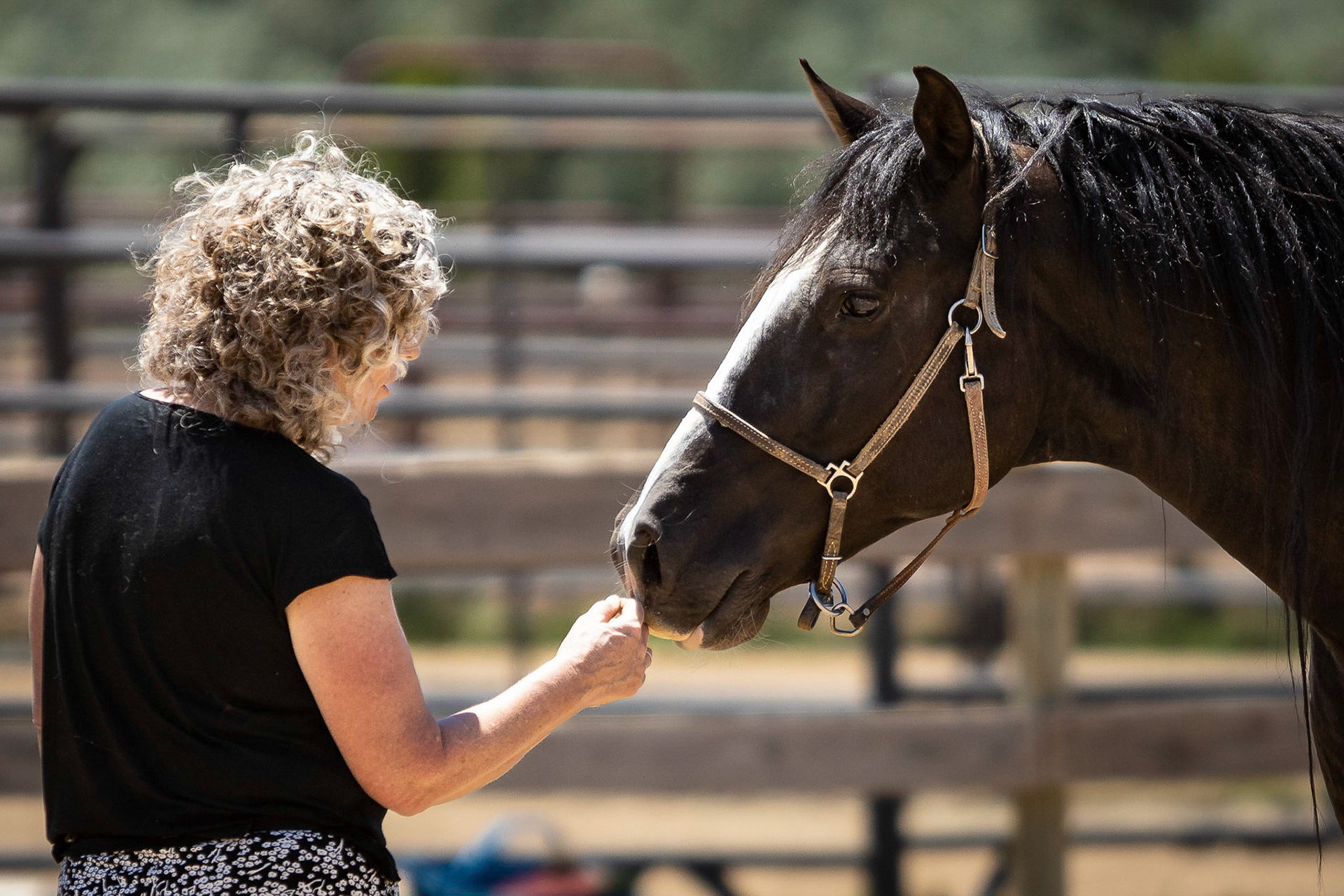 A visit to Colorado Horse Rescue near Longmont