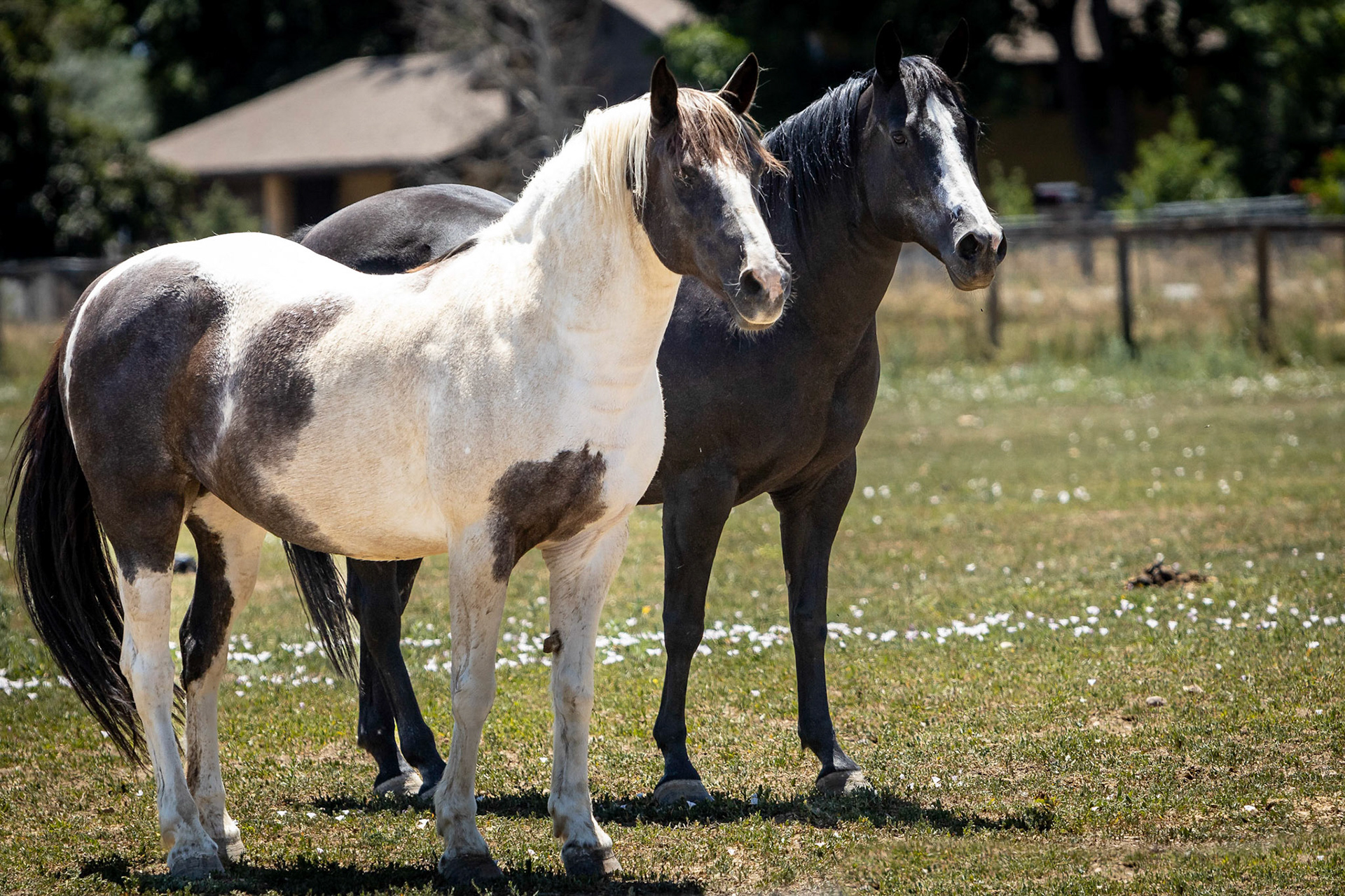 A visit to Colorado Horse Rescue near Longmont