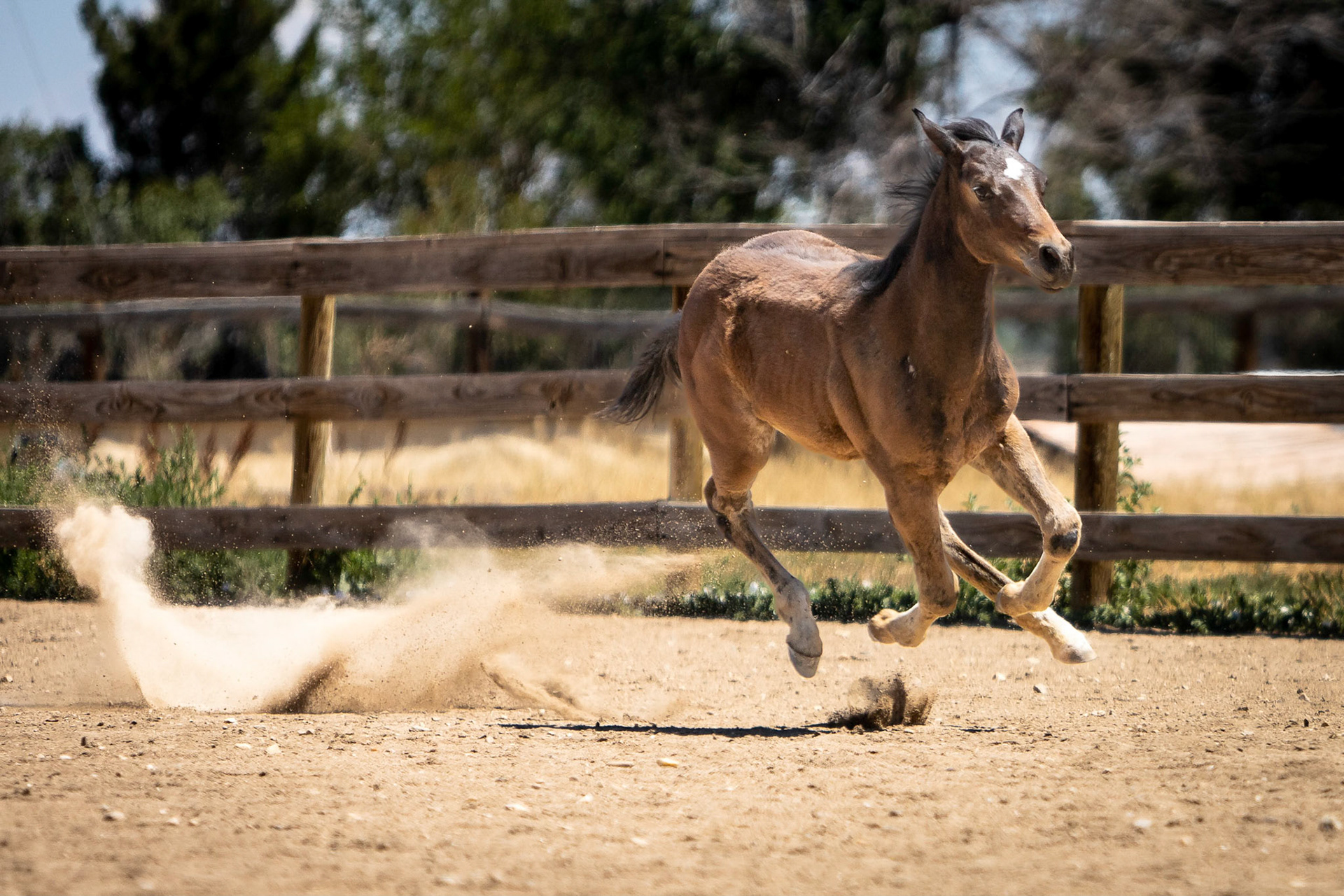 A visit to Colorado Horse Rescue near Longmont