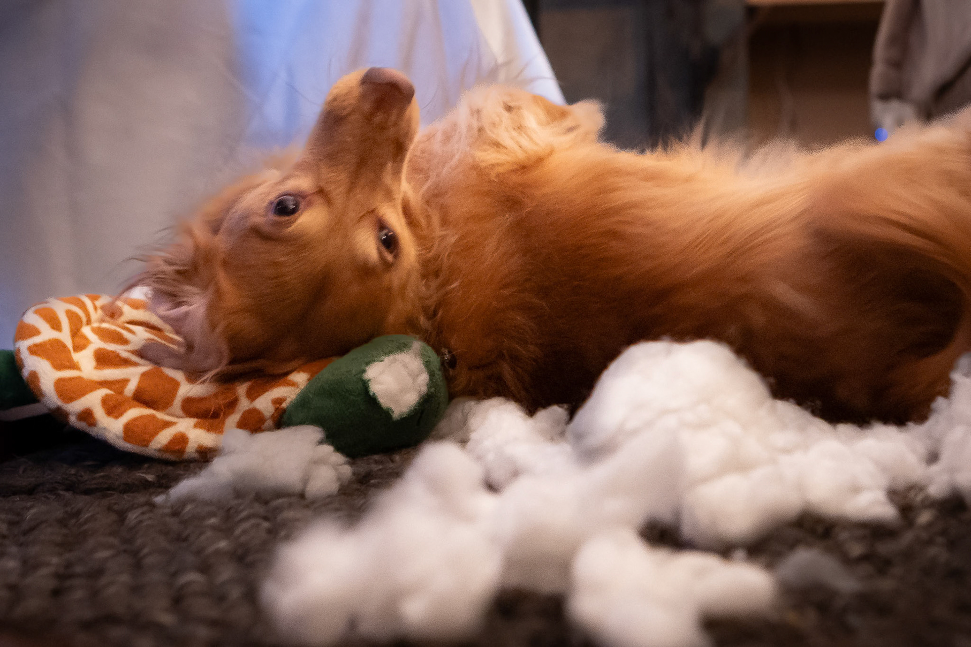 Using a holiday toy to its full potential