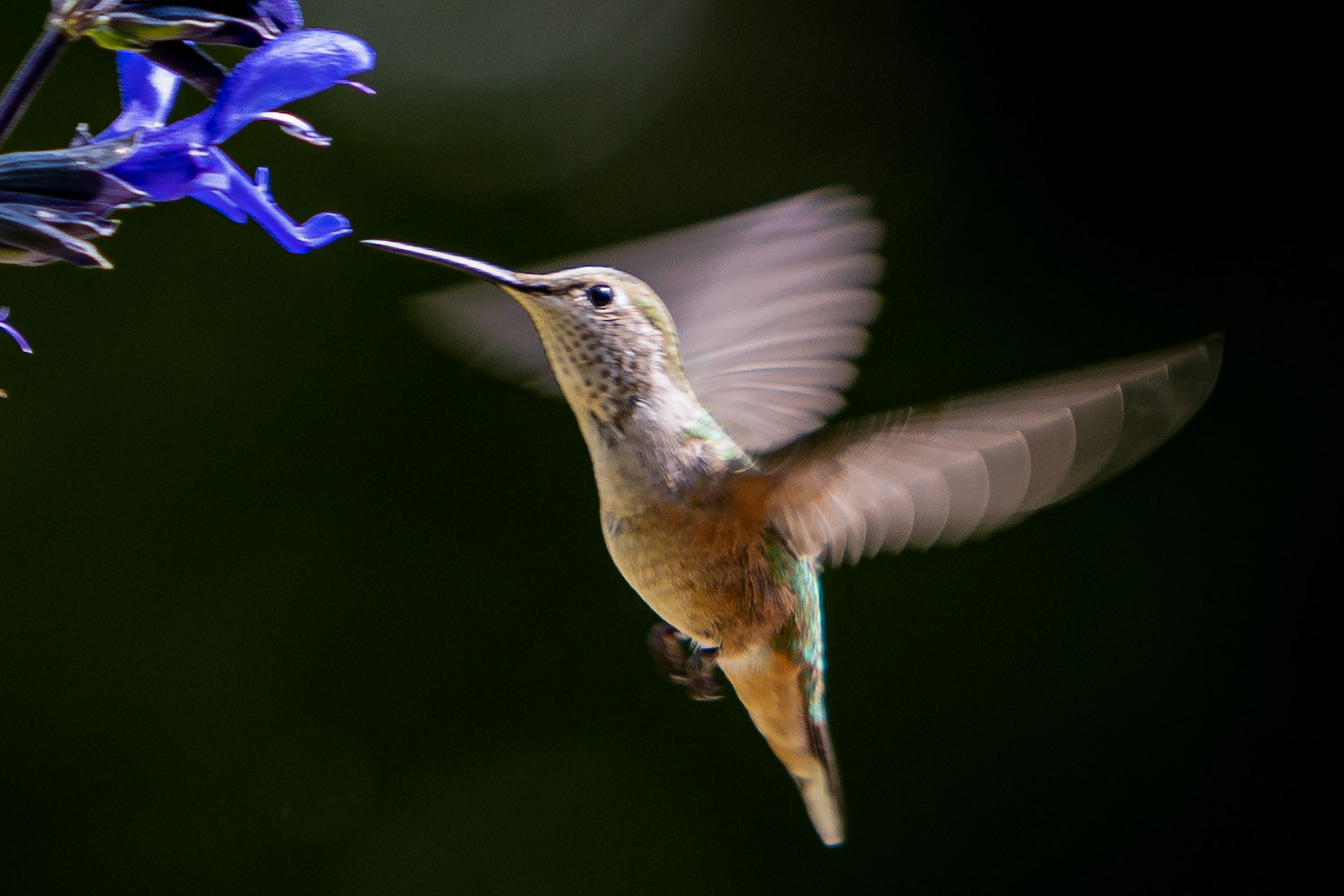Hummingbird feeding on the front yard planters.