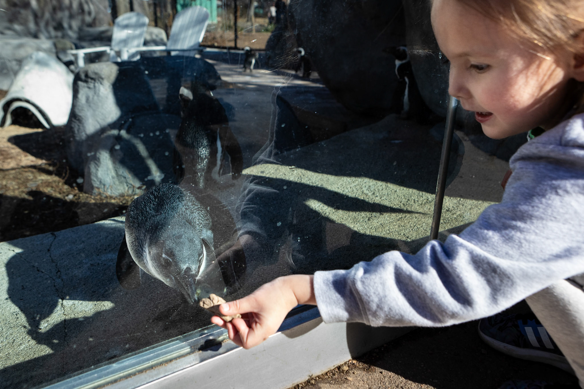 Connecting with an African Penguin at the Denver Zoo