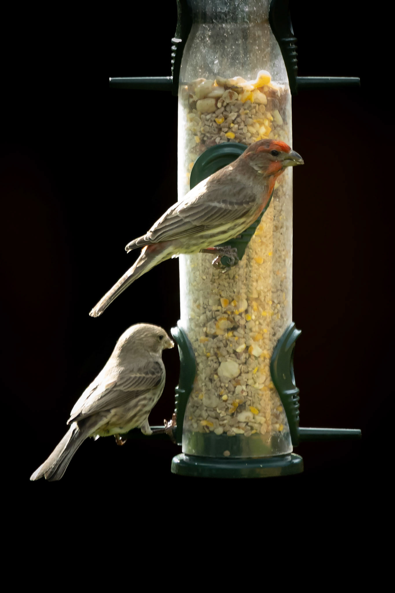 Afternoon snack at the backyard birdfeeder