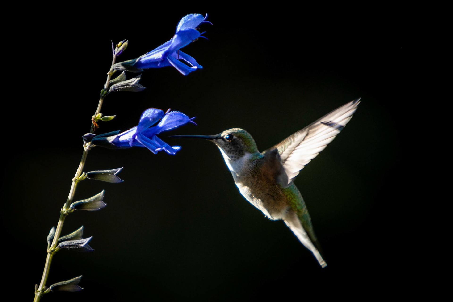 Hummingbird feeding on the front yard planters.
