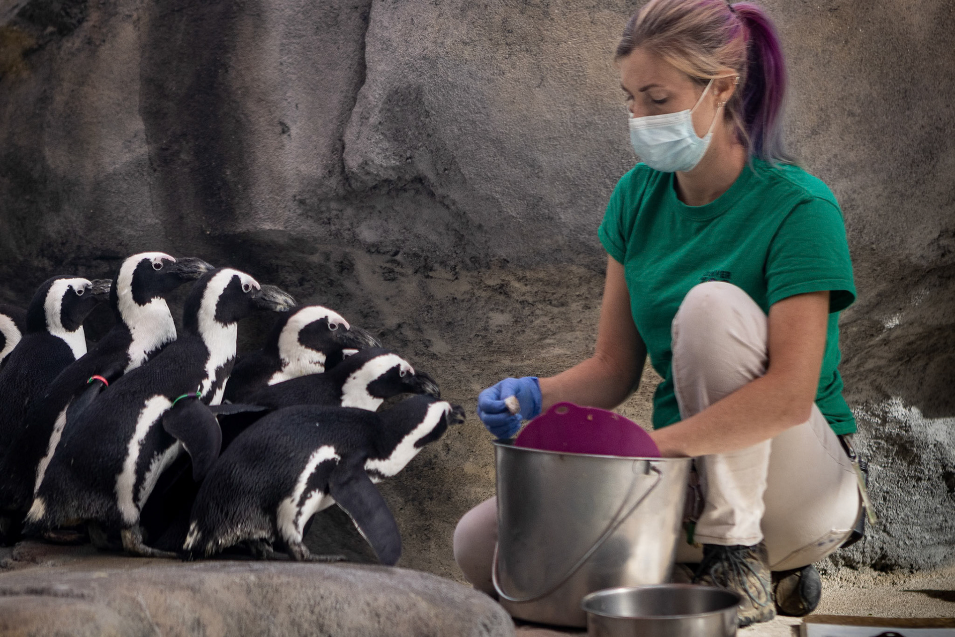 Aftrican penguins line up for food at the Denver Zoo.
