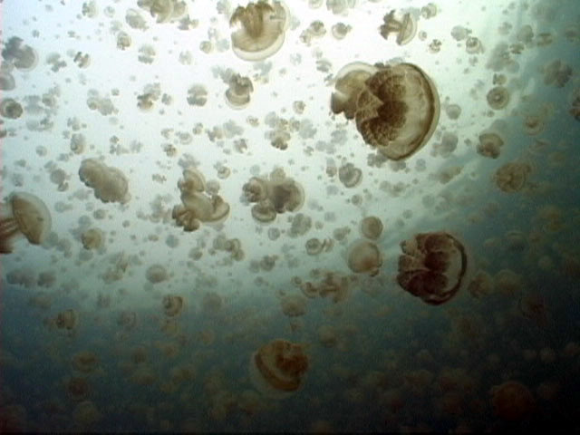 Jellyfish Lake, Palau, FSM