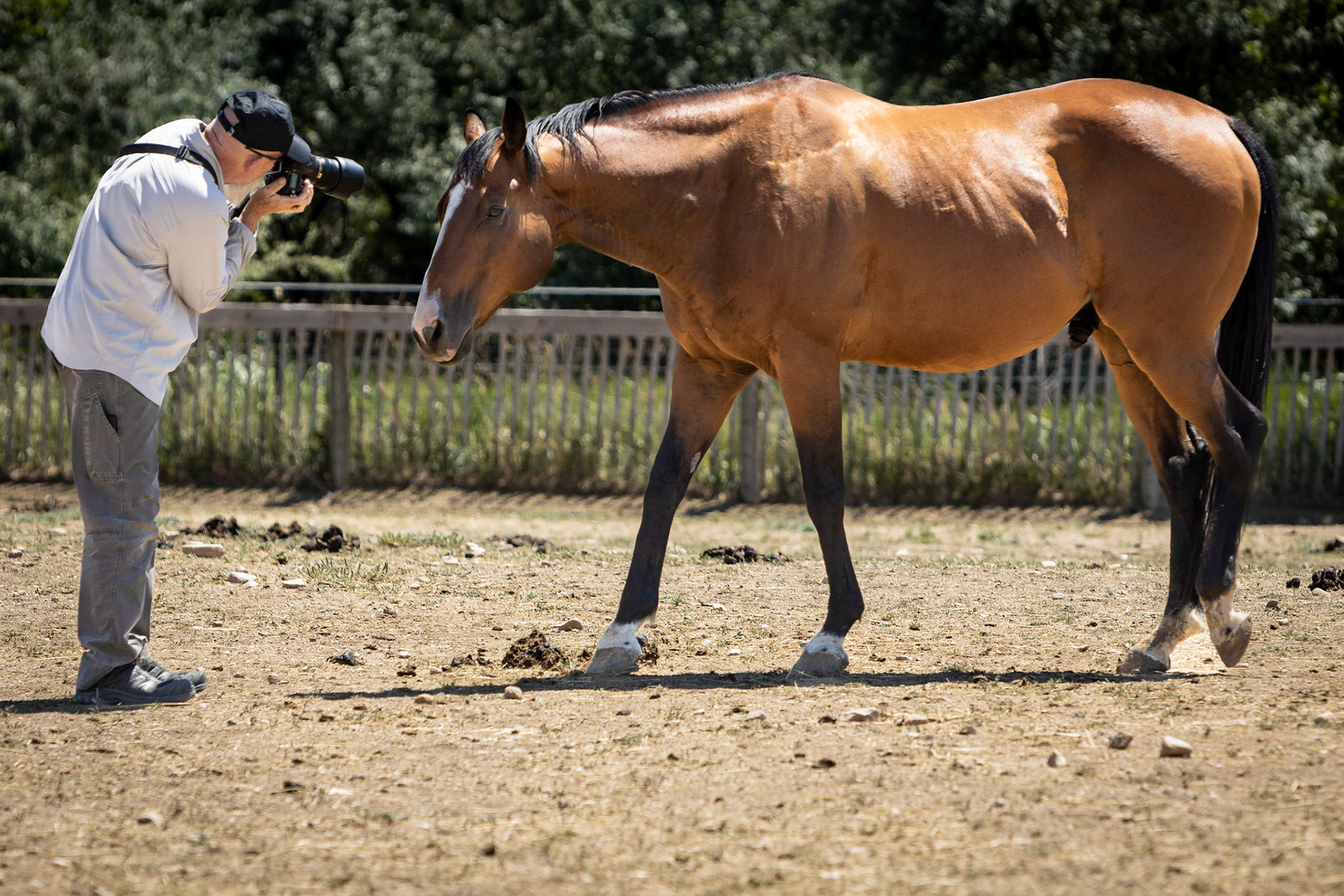 A visit to Colorado Horse Rescue near Longmont