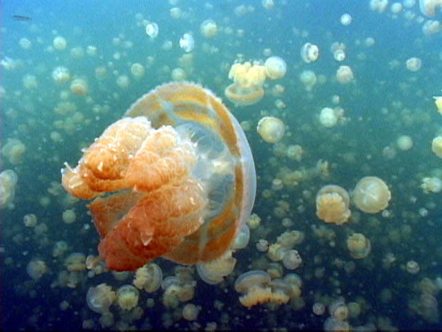 Jellyfish Lake, Palau, FSM