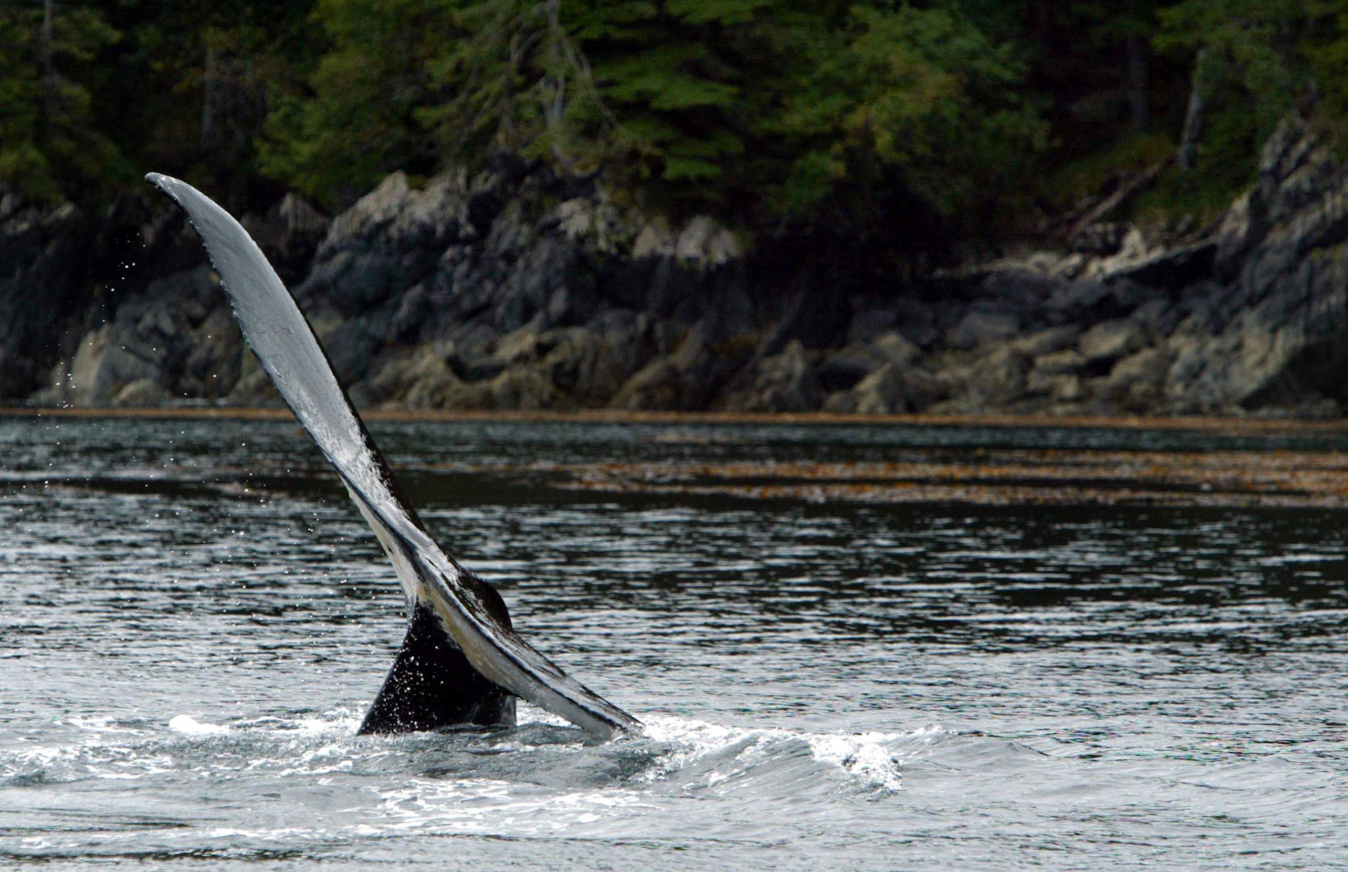Humpback whale, Ketchikan AK