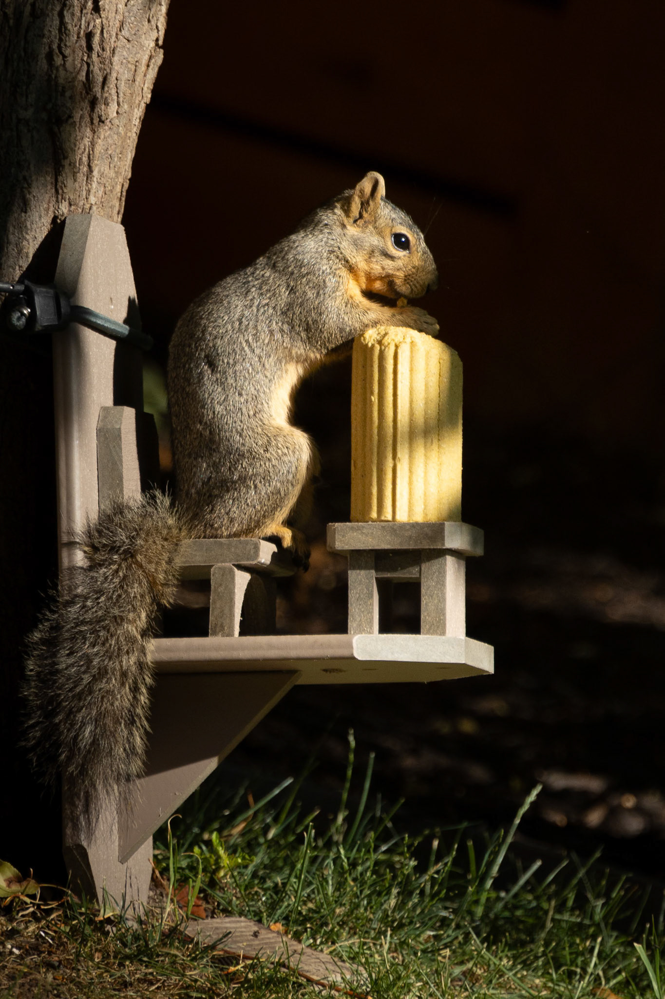An early morning snack at the backyard squirrel feeder