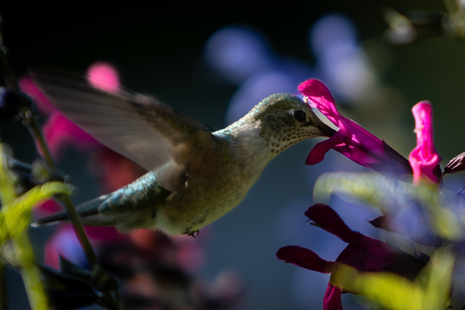 Hummingbird feeding on the front yard planters.