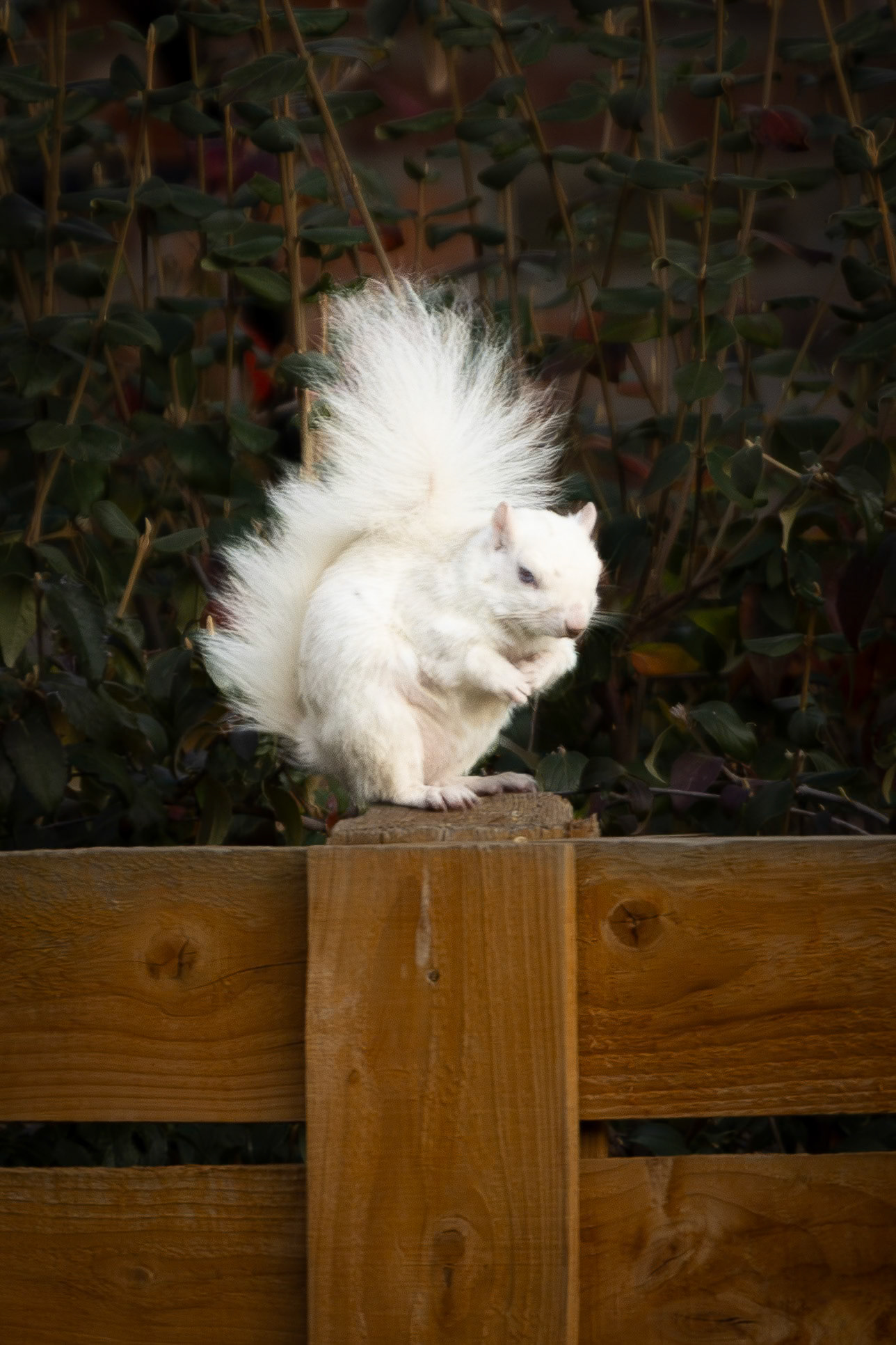 Surveying the yard from an elevated vantage point