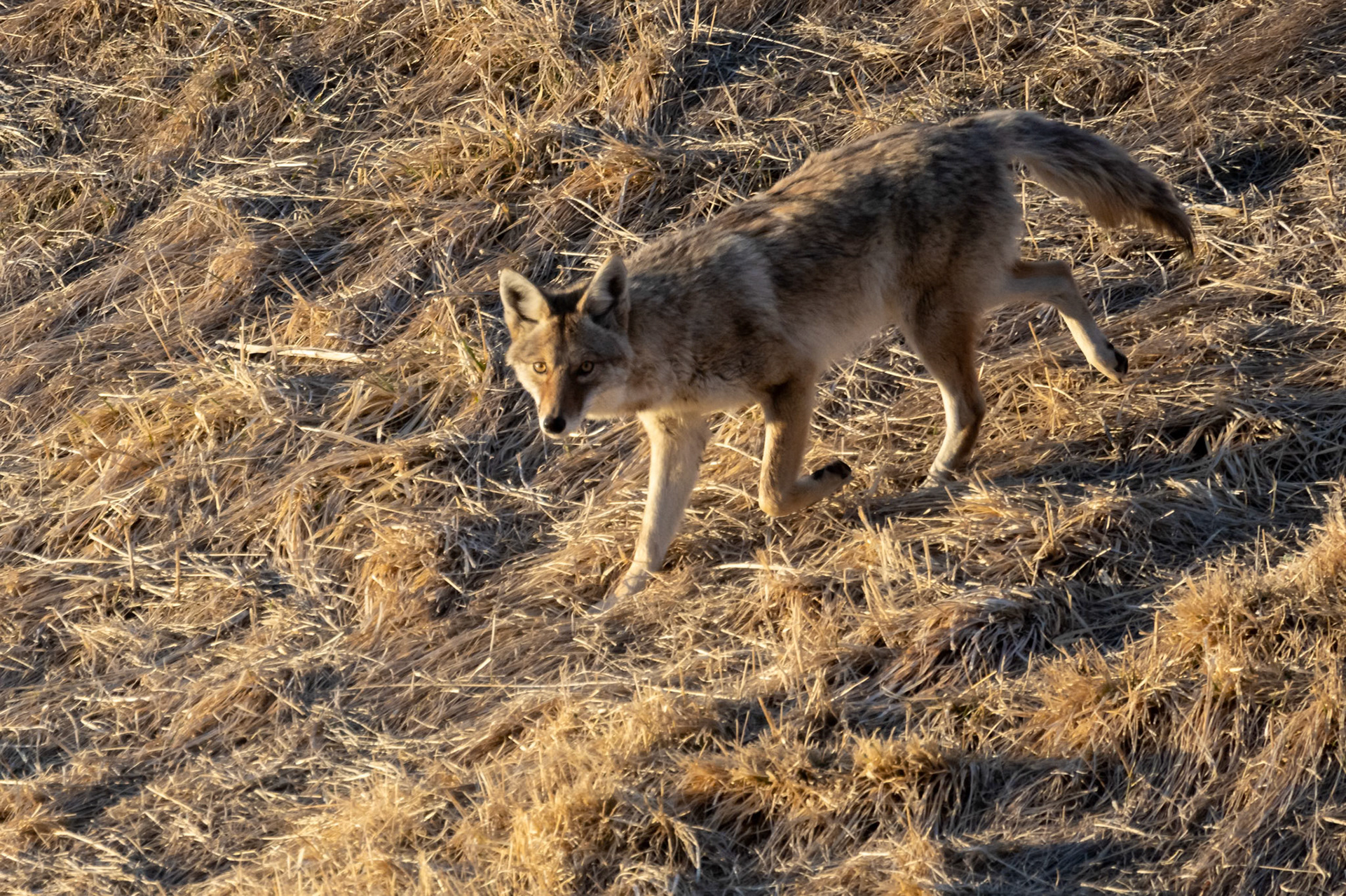A coyote on an early evening hunt for food