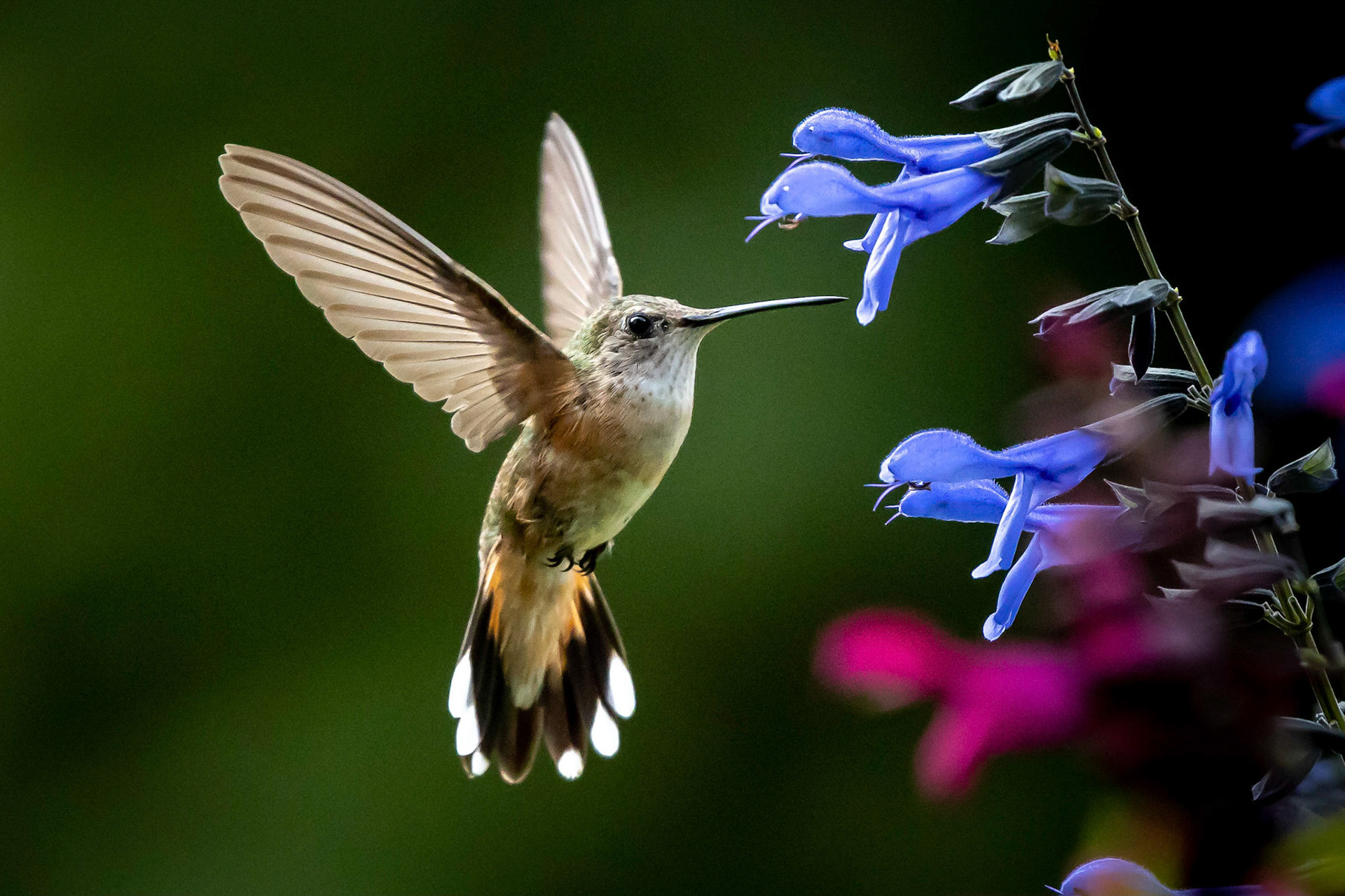 Hummingbird feeding on the front yard planters.