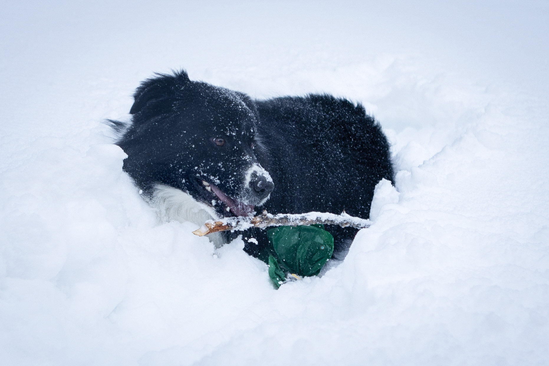 Going all in on a game of fetch