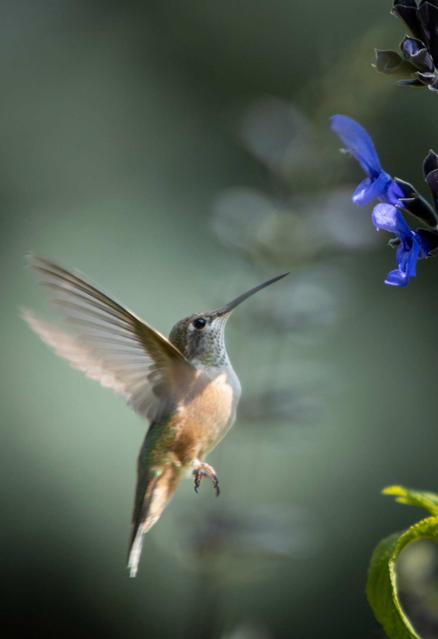 Hummingbird feeding on the front yard planters.