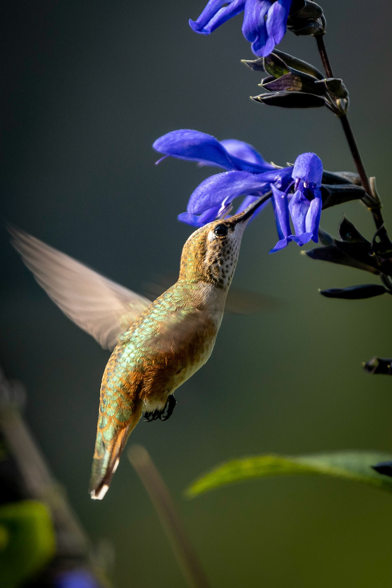 Hummingbird feeding on the front yard planters.