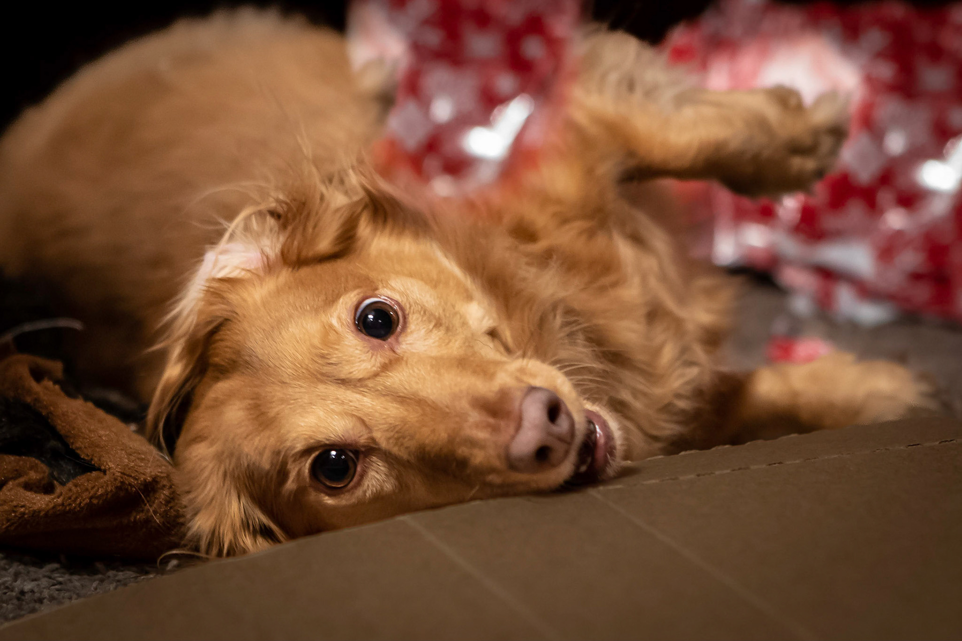 Christmas Eve, Dachshund style
