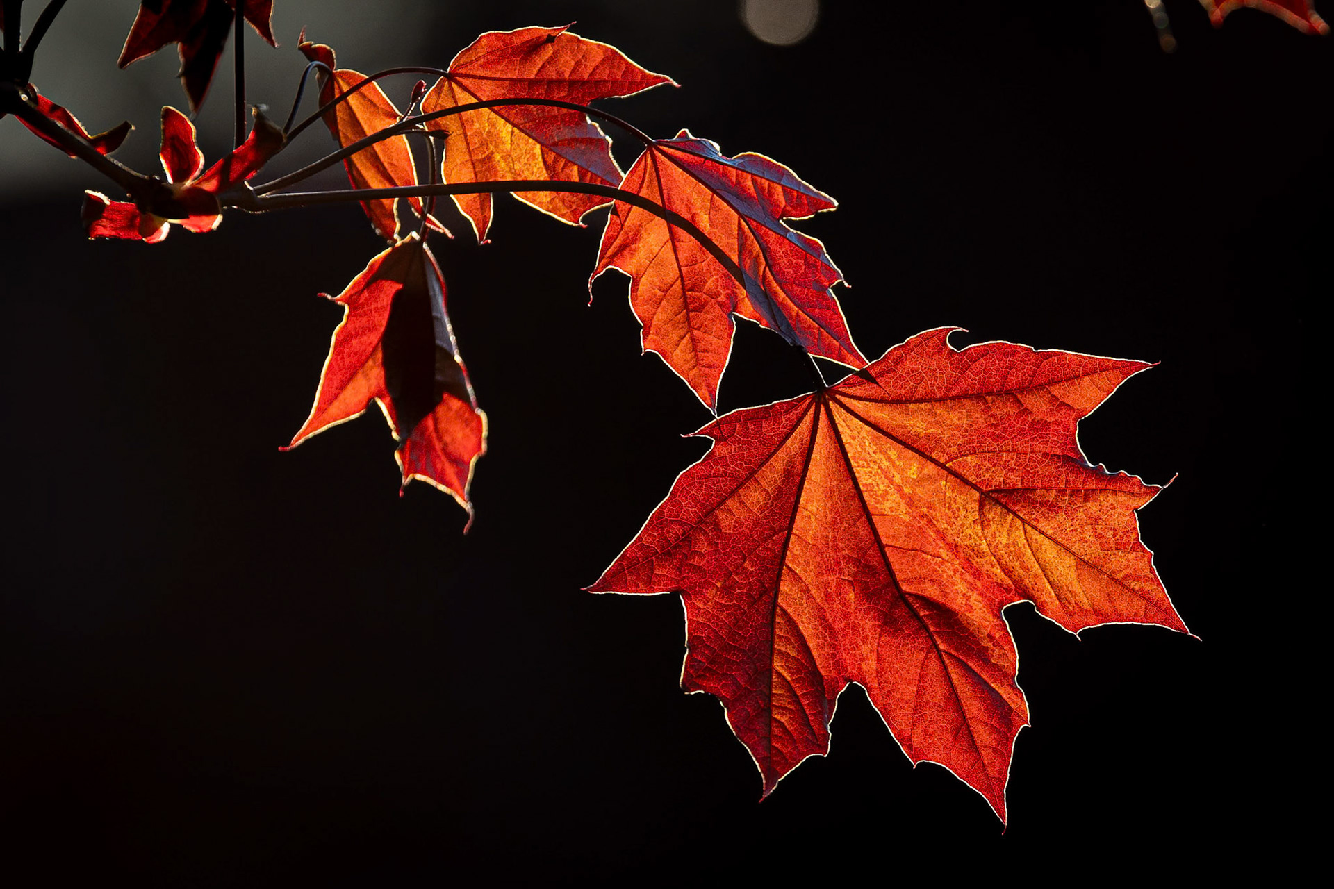 Leaves glow in the late afternoon sun