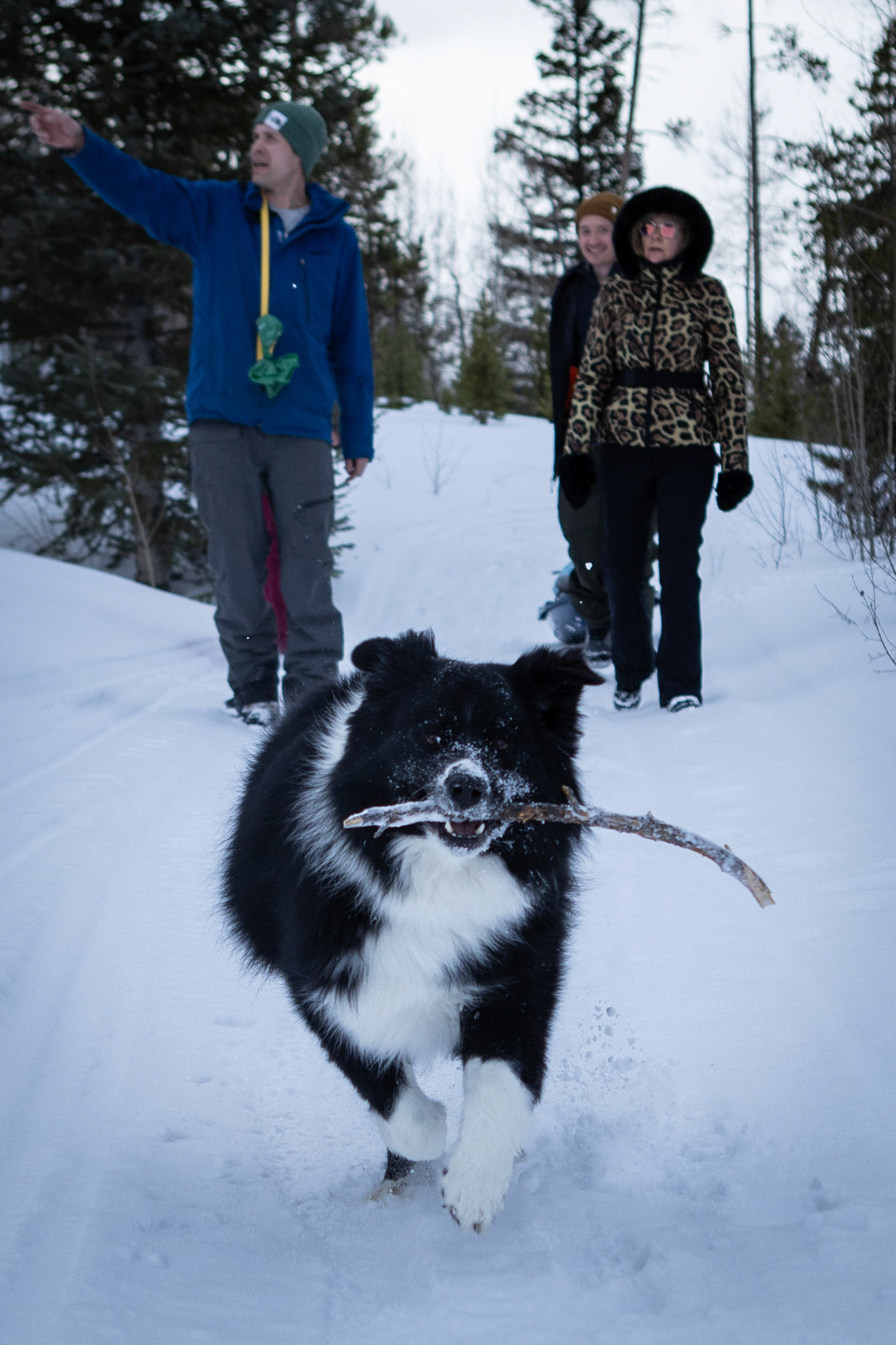 An afternoon on the sleddding trail