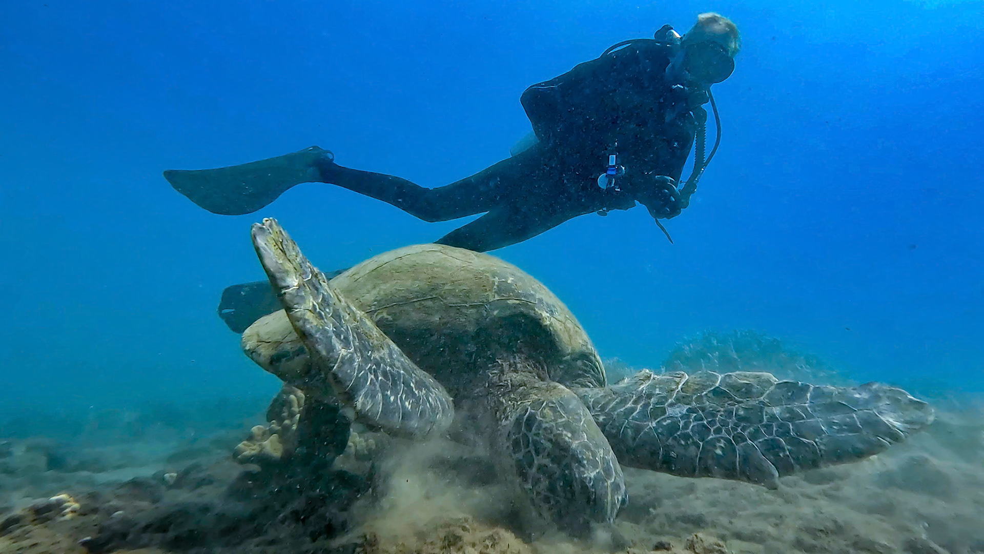 Grandpa spies a turtle off the Maui coast
