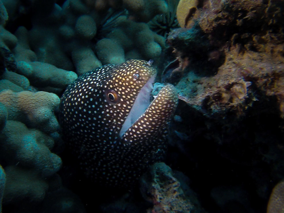 DCIM\101GOPRO