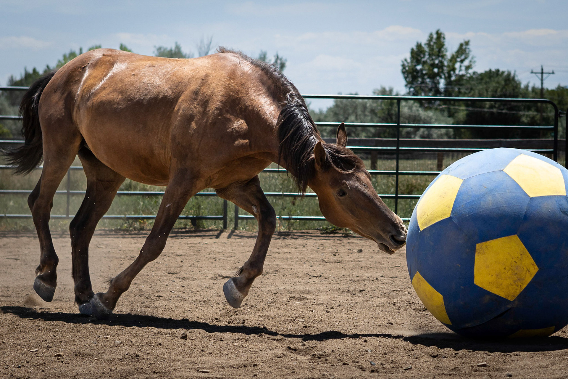 A visit to Colorado Horse Rescue near Longmont